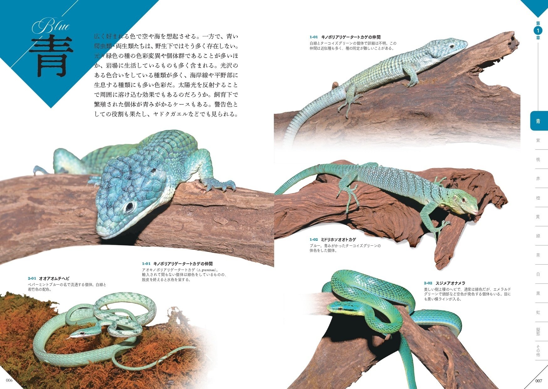 レオパやニシアフ、ド派手なヤドクガエルなど掲載『色彩別