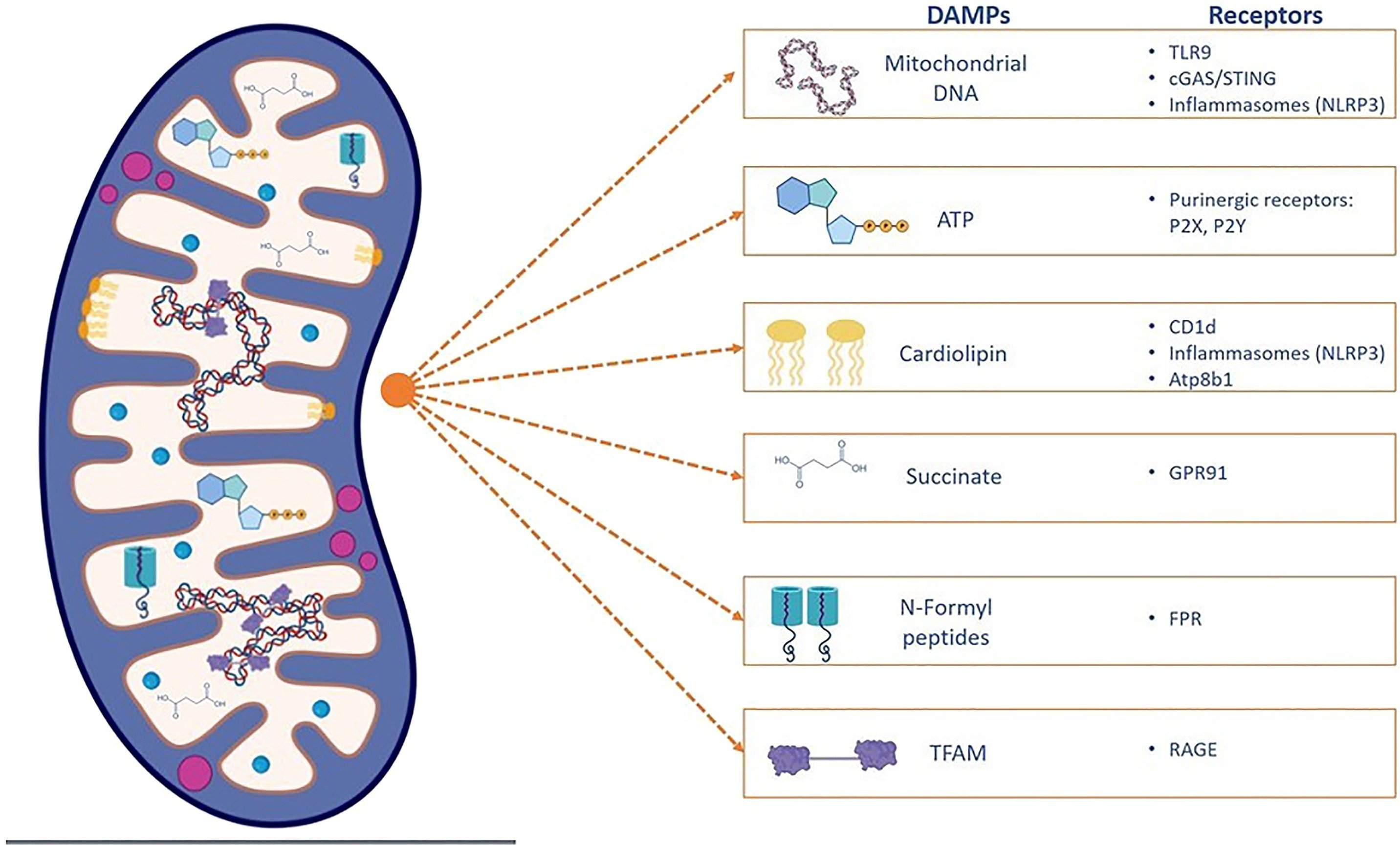 ミトコンドリア ミトコンドリア由来の細胞間コミュニケーション｜哉百名