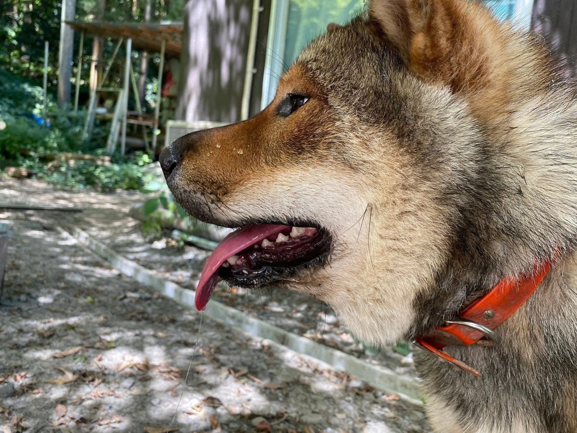 マムシ に 噛ま れ た 犬