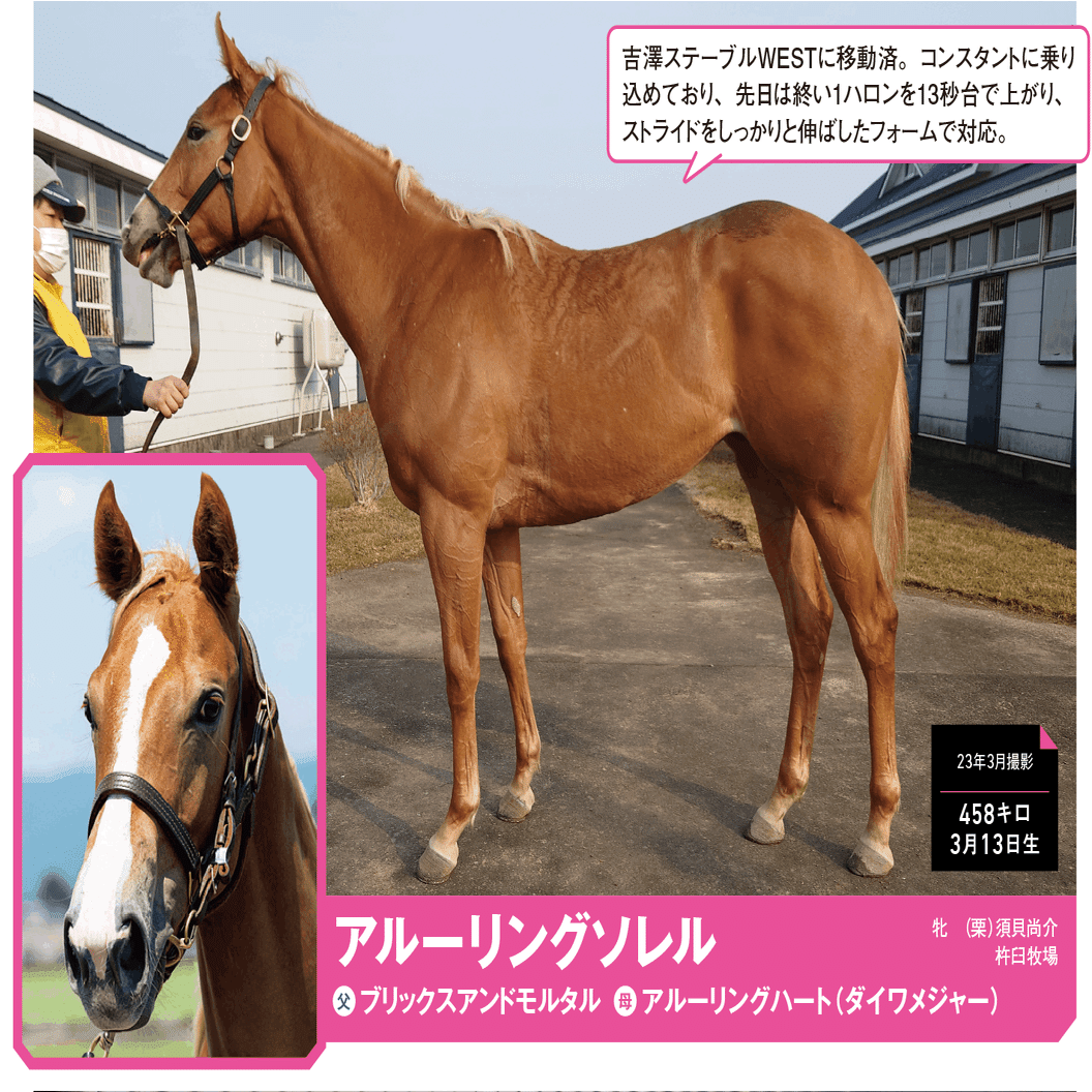 8/5-6】今週の競馬王POG通信｜馬券攻略雑誌『競馬王』