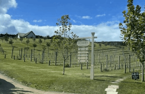 ワイナリー訪問記🍷Newzealand編1:マッドブリック ヴィンヤード ワイナリー訪問記🍷Newzealand編1:マッドブリック ヴィンヤード