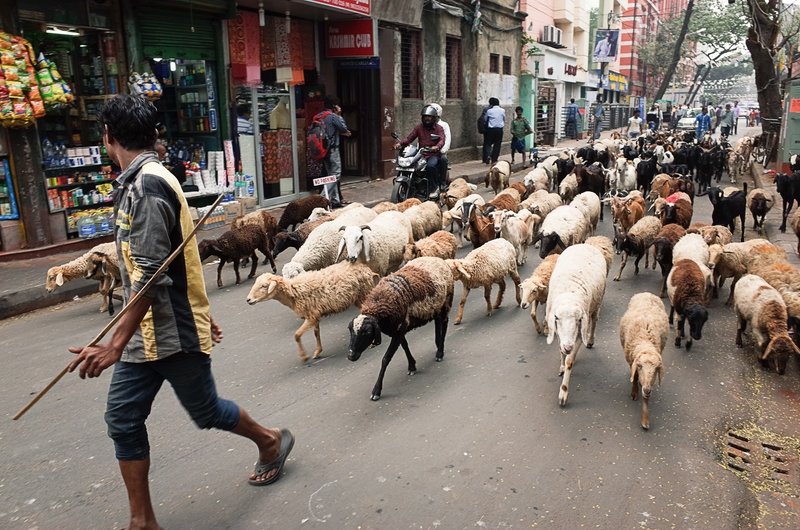 車道を歩く羊飼いと羊たち