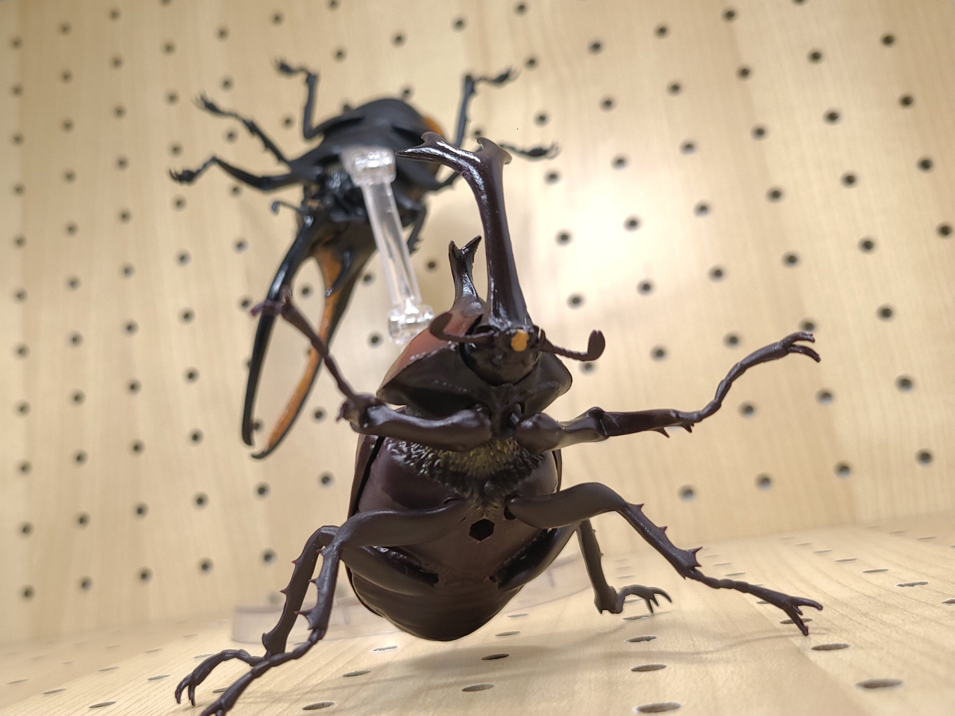 いきもの大図鑑 カブトムシ 5点セット いきもの大図鑑 かぶとむし05｜ガシャポンオフィシャルサイト