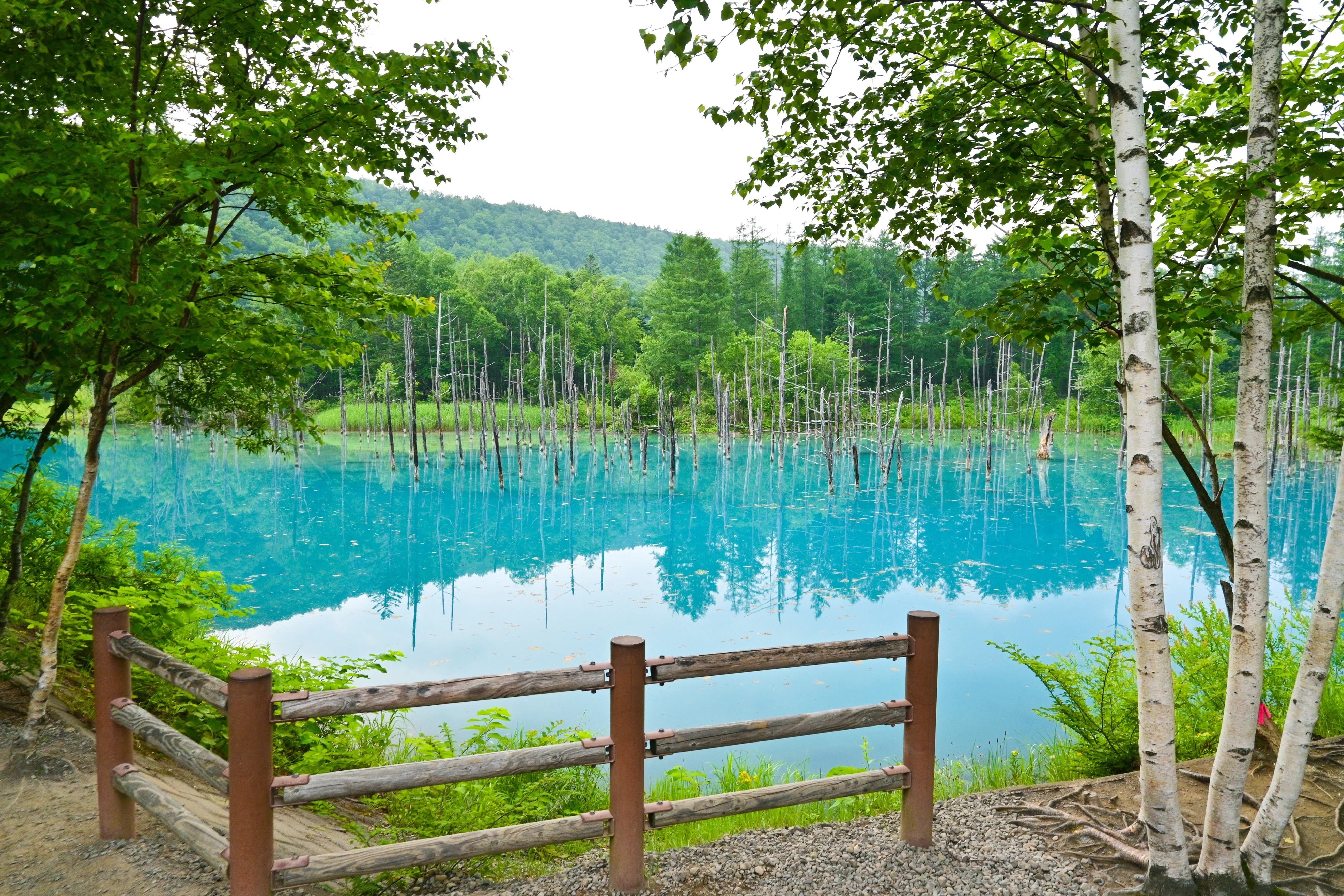 美しい光景に感激の連続！北海道の美瑛と富良野の旅～前編～｜ニッポン