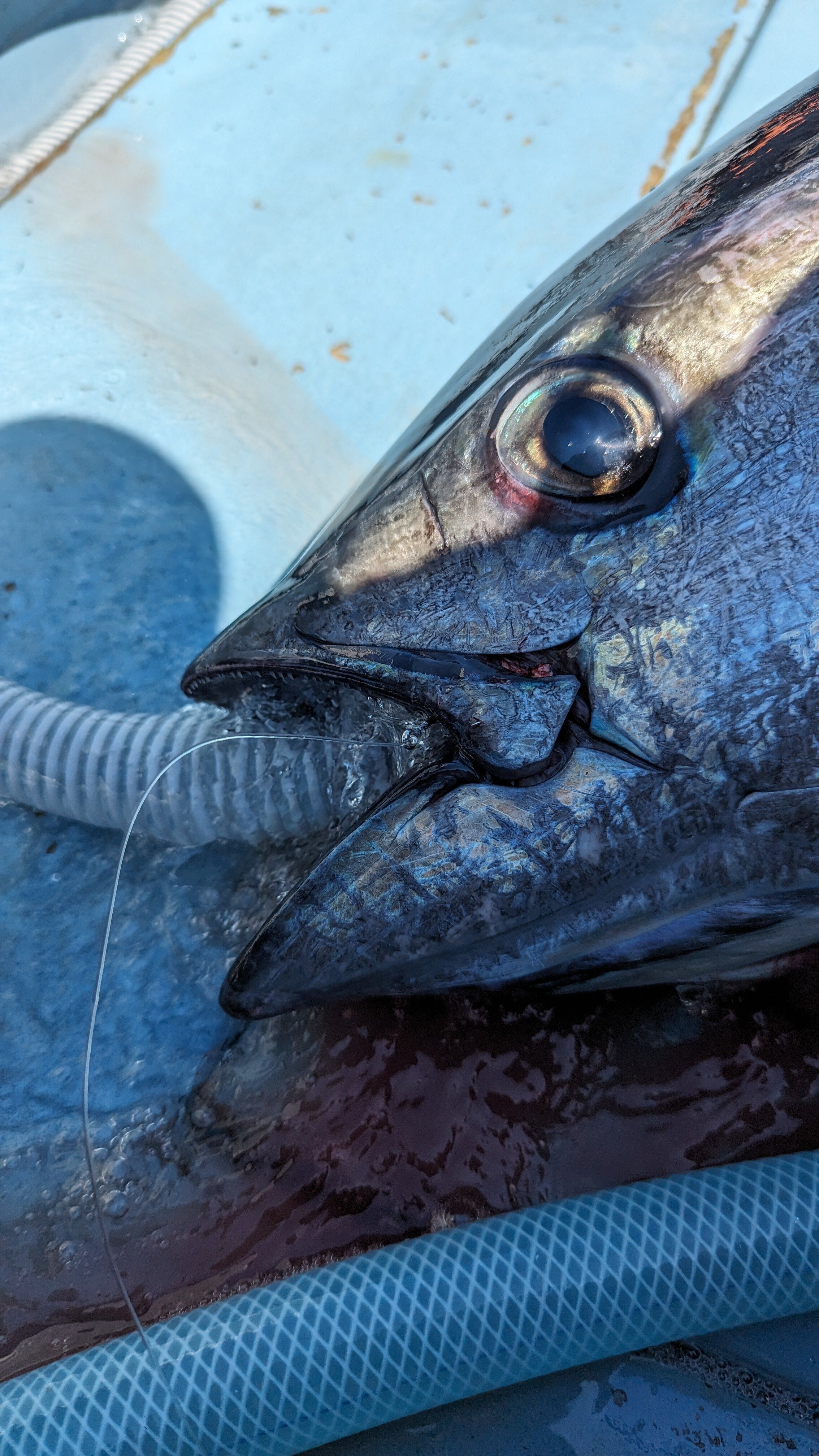 相模湾南沖ライブベイト船カツオ・キハダ狙いのあれやこれや