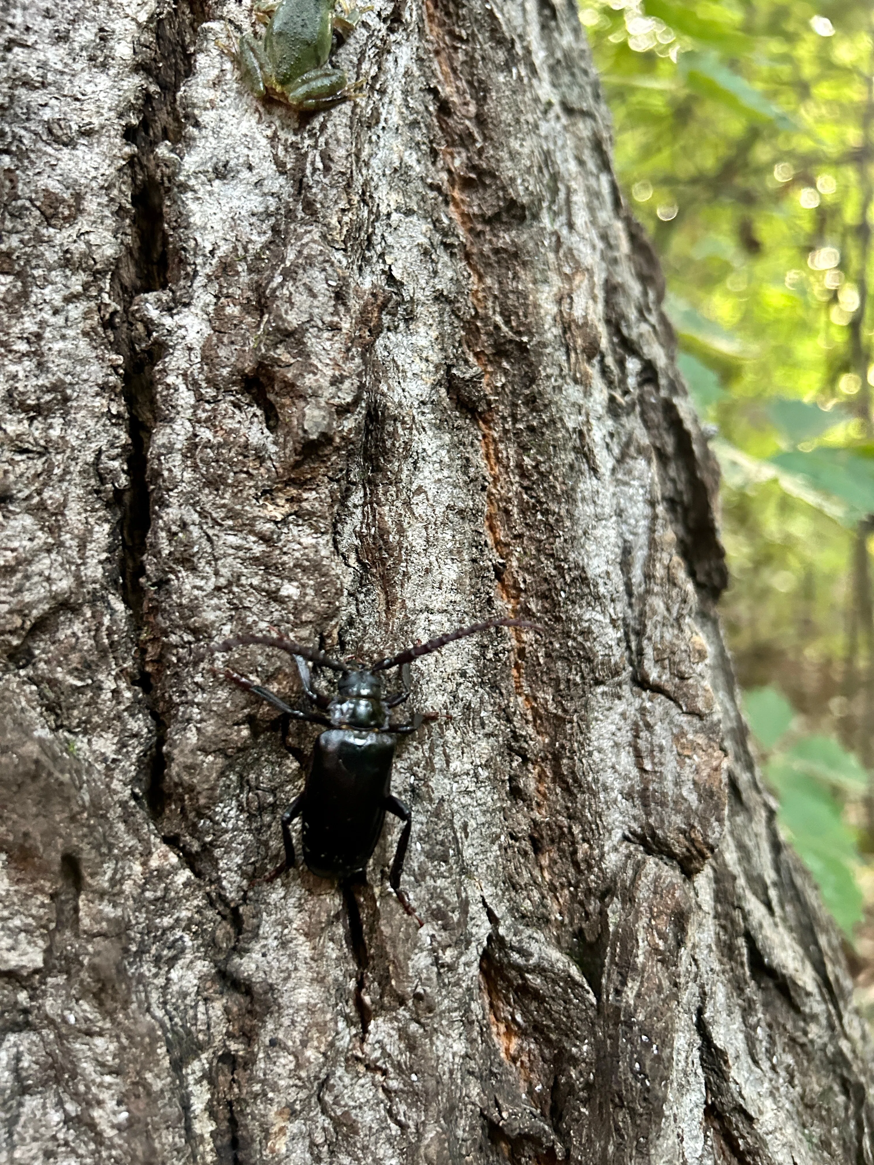 名取市で昆虫採集を楽しもう！カブトムシ・クワガタムシ採集のコツを大