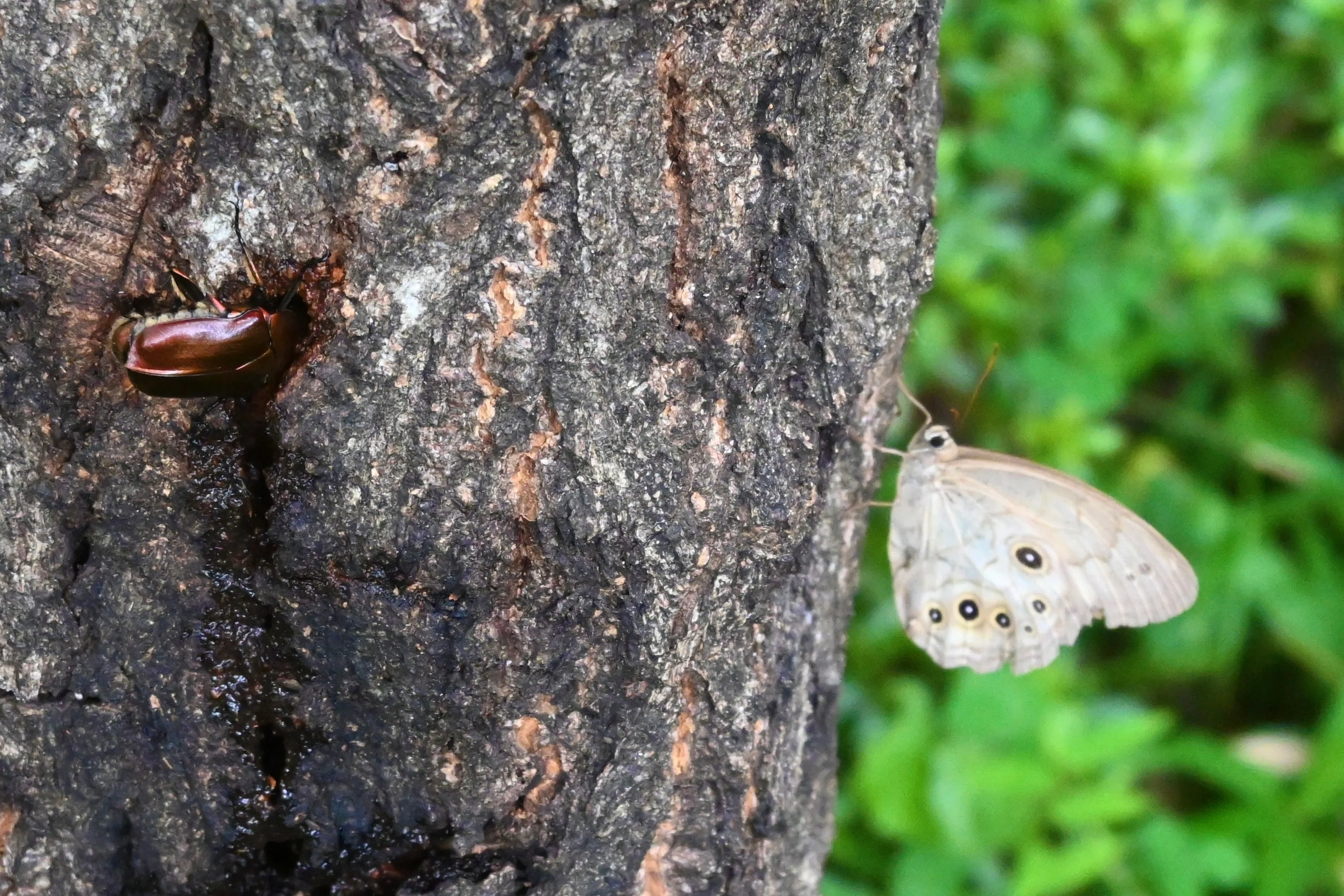名取市で昆虫採集を楽しもう！カブトムシ・クワガタムシ採集のコツを大