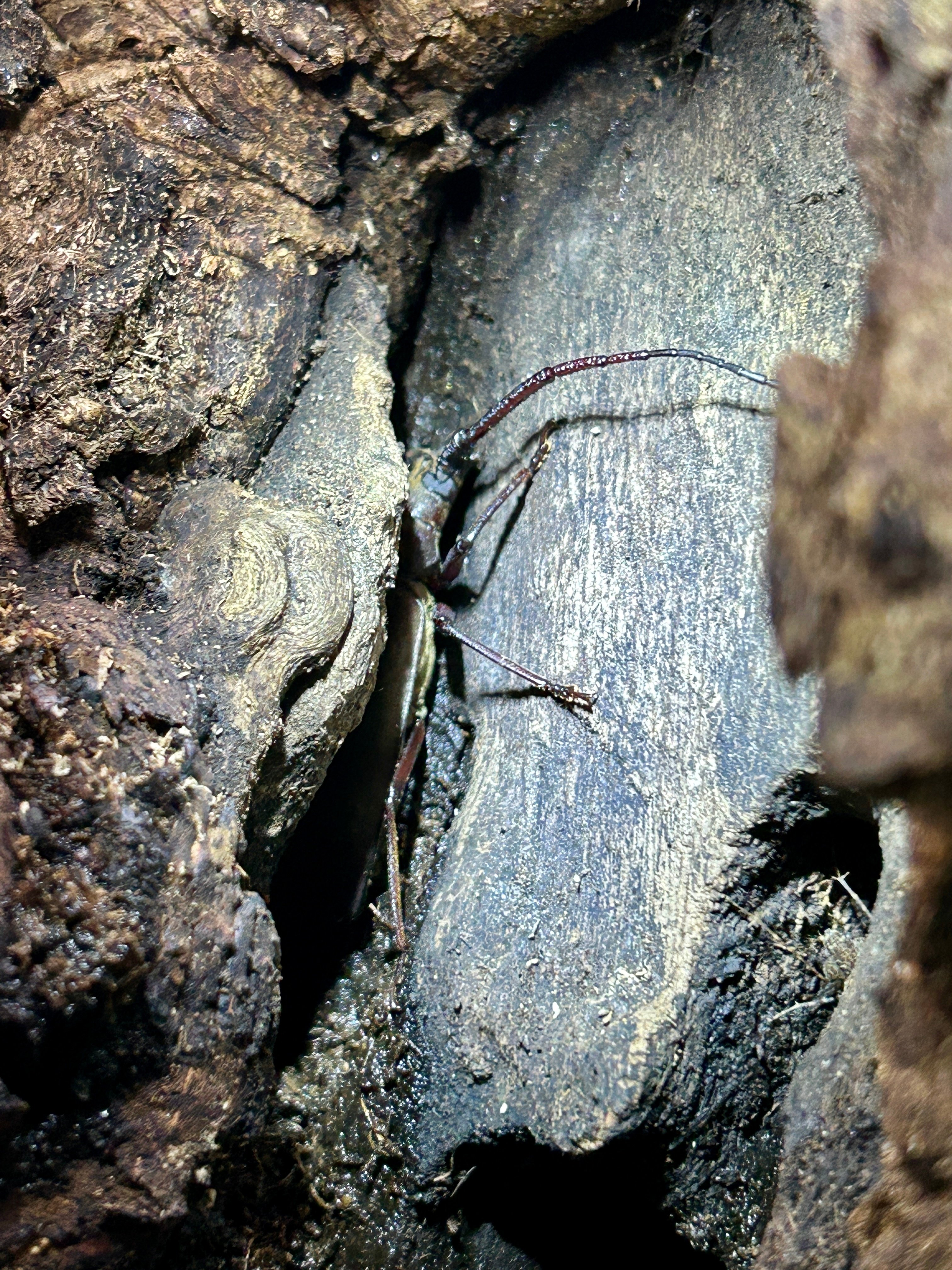 名取市で昆虫採集を楽しもう！カブトムシ・クワガタムシ採集のコツを大