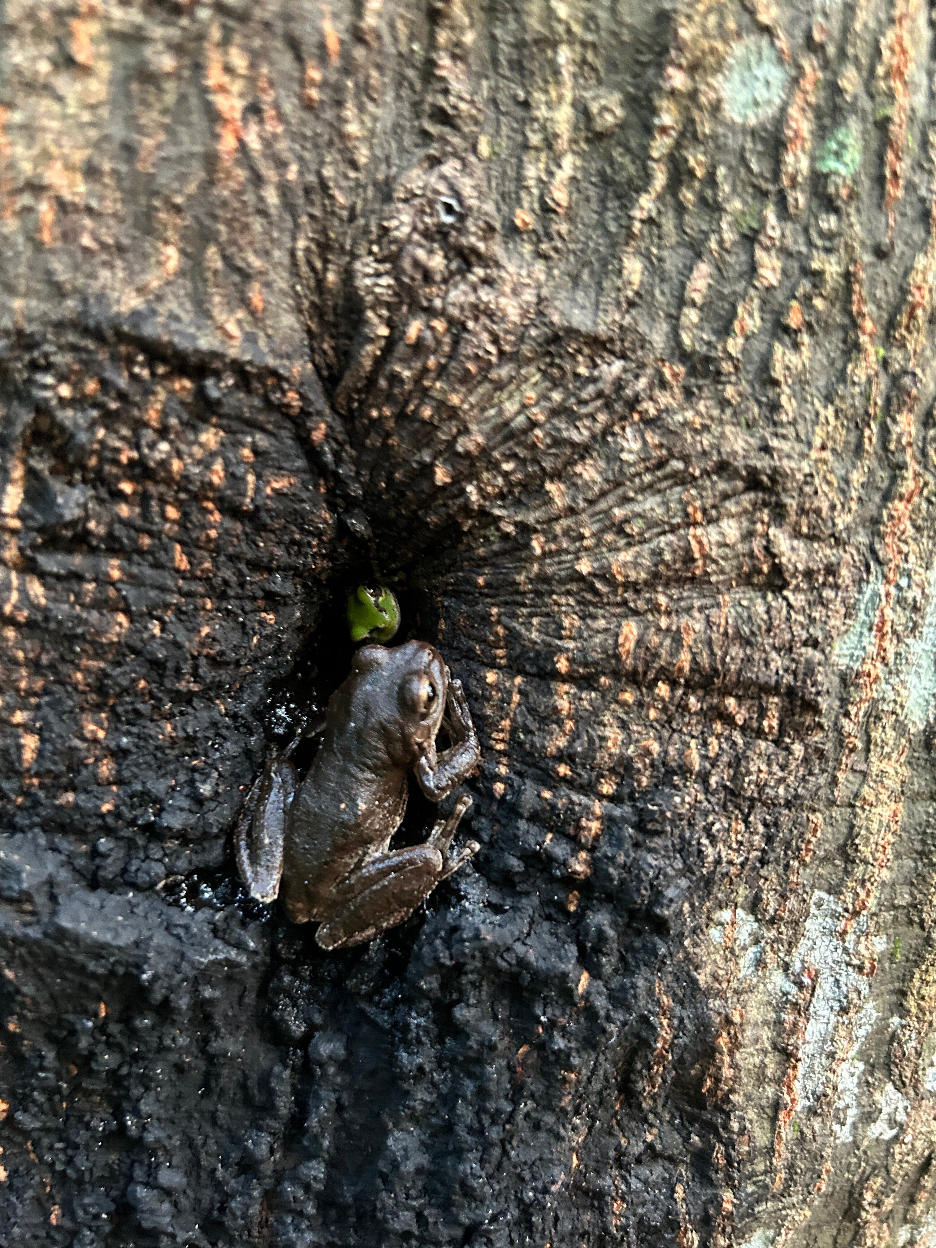 名取市で昆虫採集を楽しもう！カブトムシ・クワガタムシ採集のコツを大
