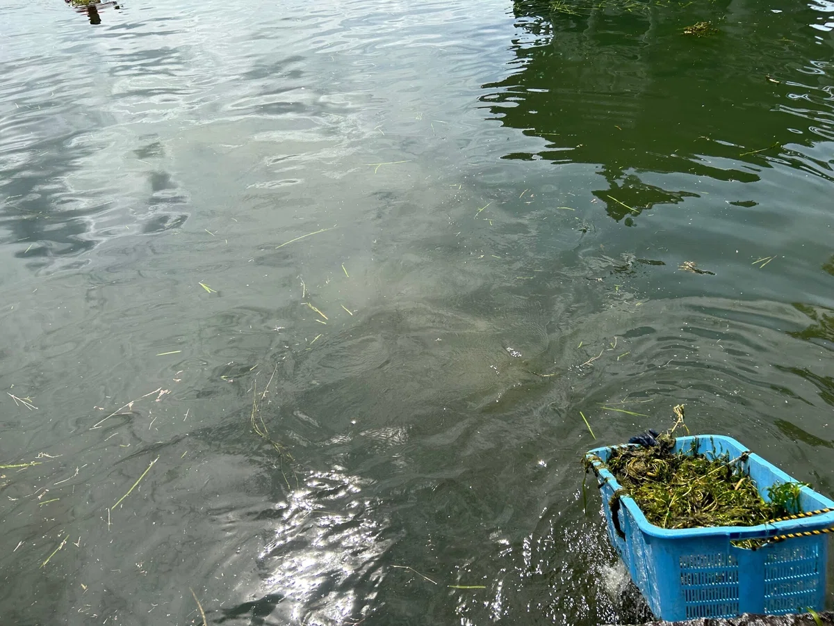 満月寺 浮御堂の水草・藻の清掃をしました(2023年7月)|株式会社 志賀衛生社