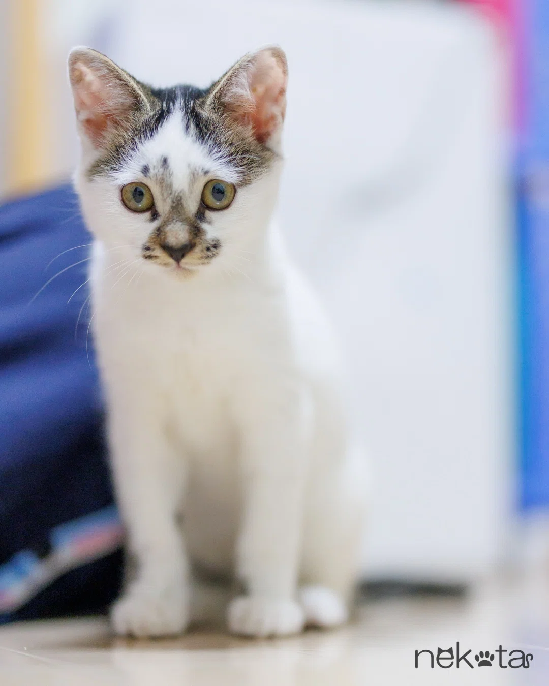 Countdown to the Birthday! A Big Problem for Ryan!!｜猫写真家 猫田