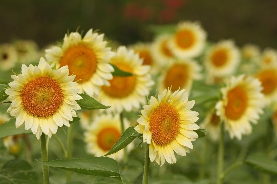 ひまわり専用 ひまわり20さま専用