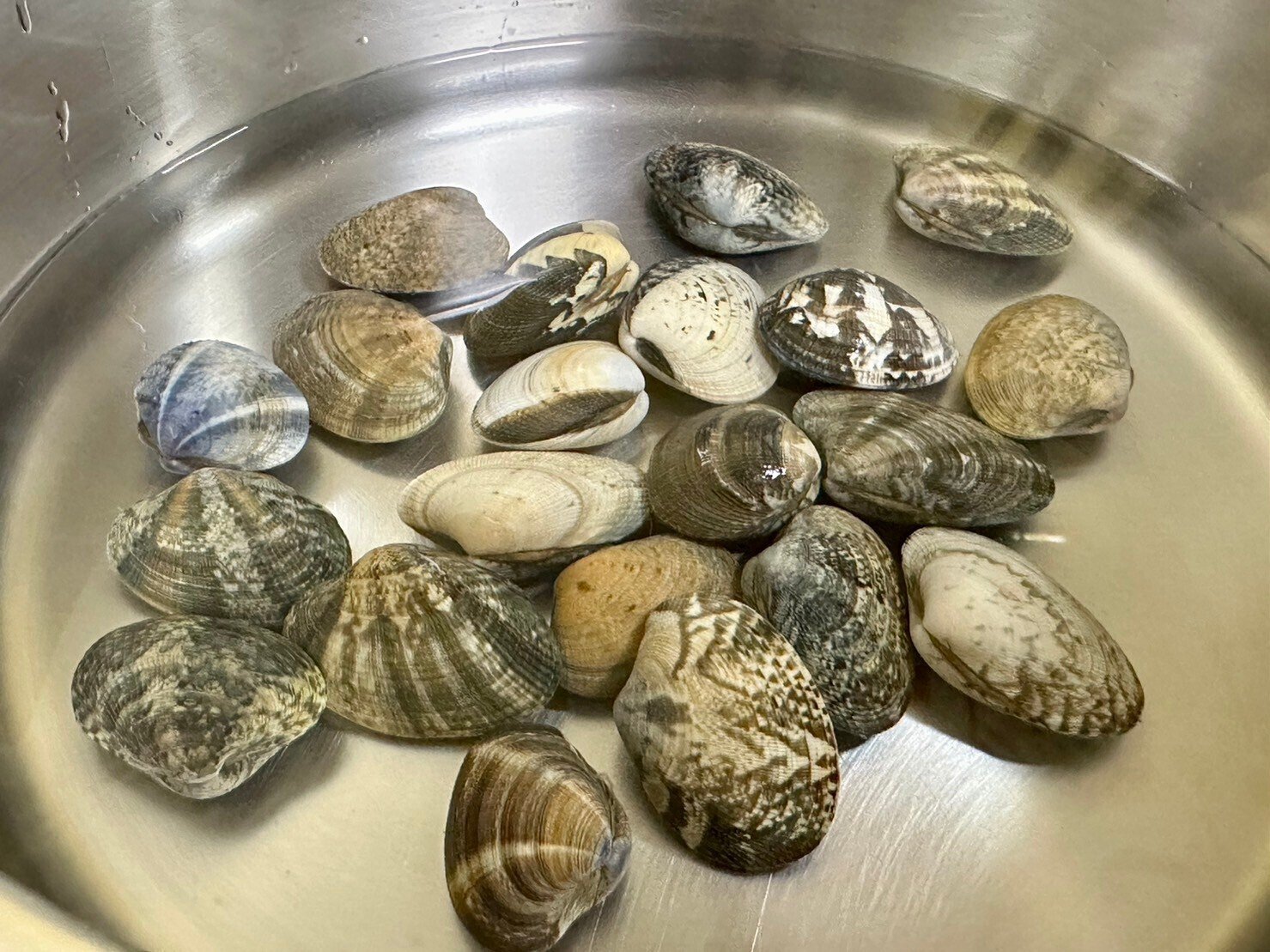 青いあさりはどこに消えた？｜あさりの魅力研究家/朝理多サリア