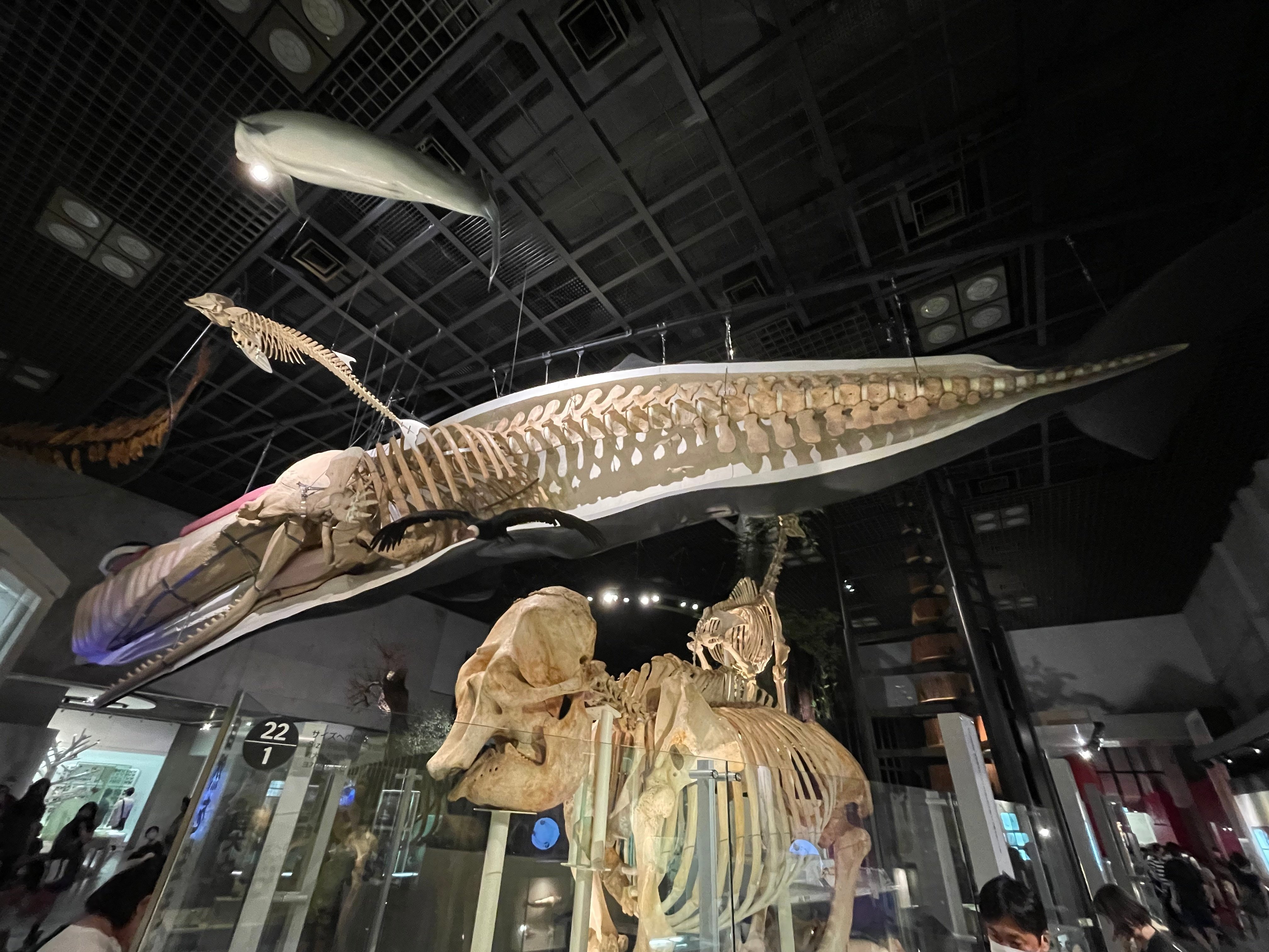 古生物ニュース】骨が異常に重い最重量級クジラの化石がペルーで発見