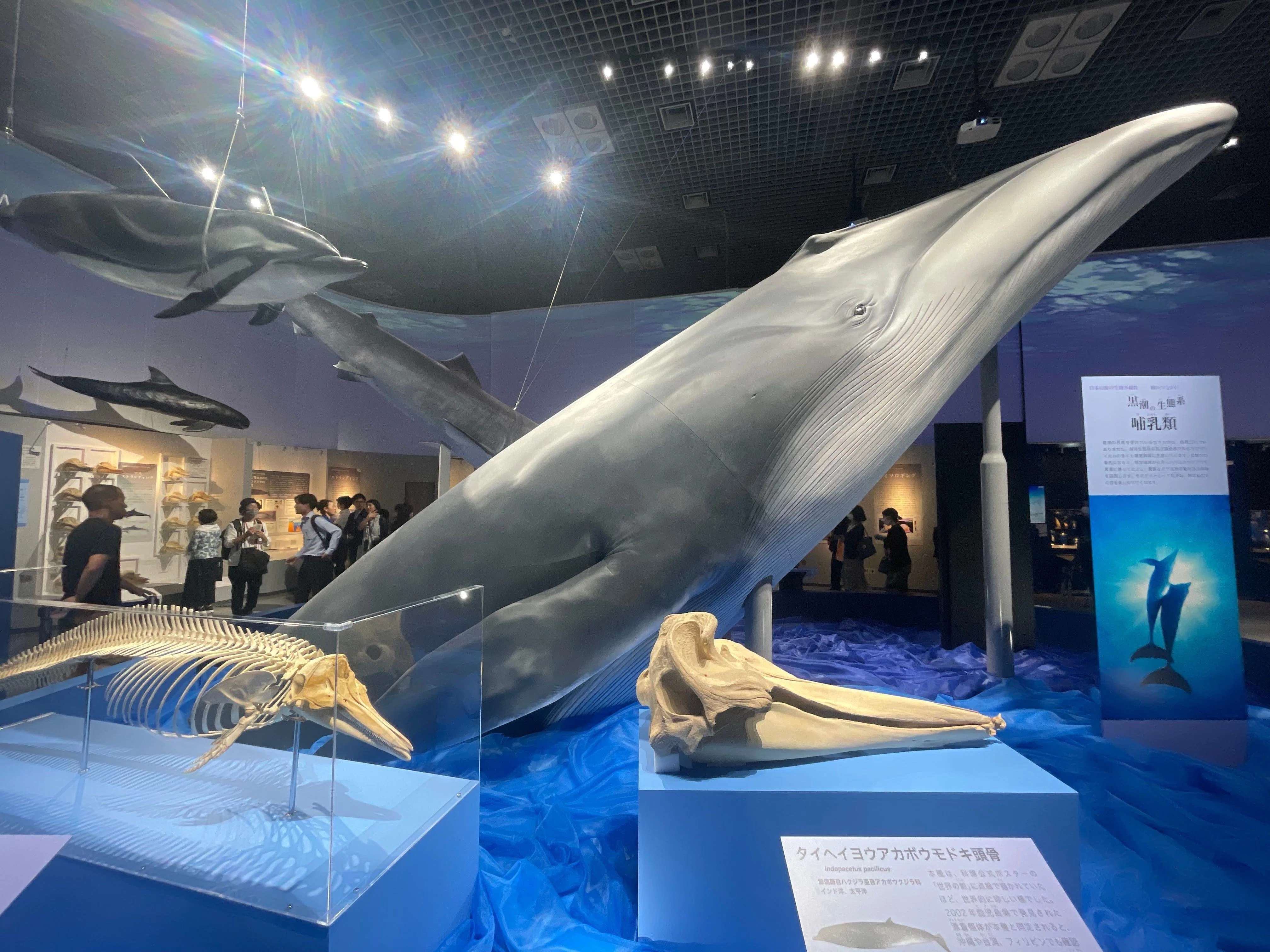 古生物ニュース】骨が異常に重い最重量級クジラの化石がペルーで発見