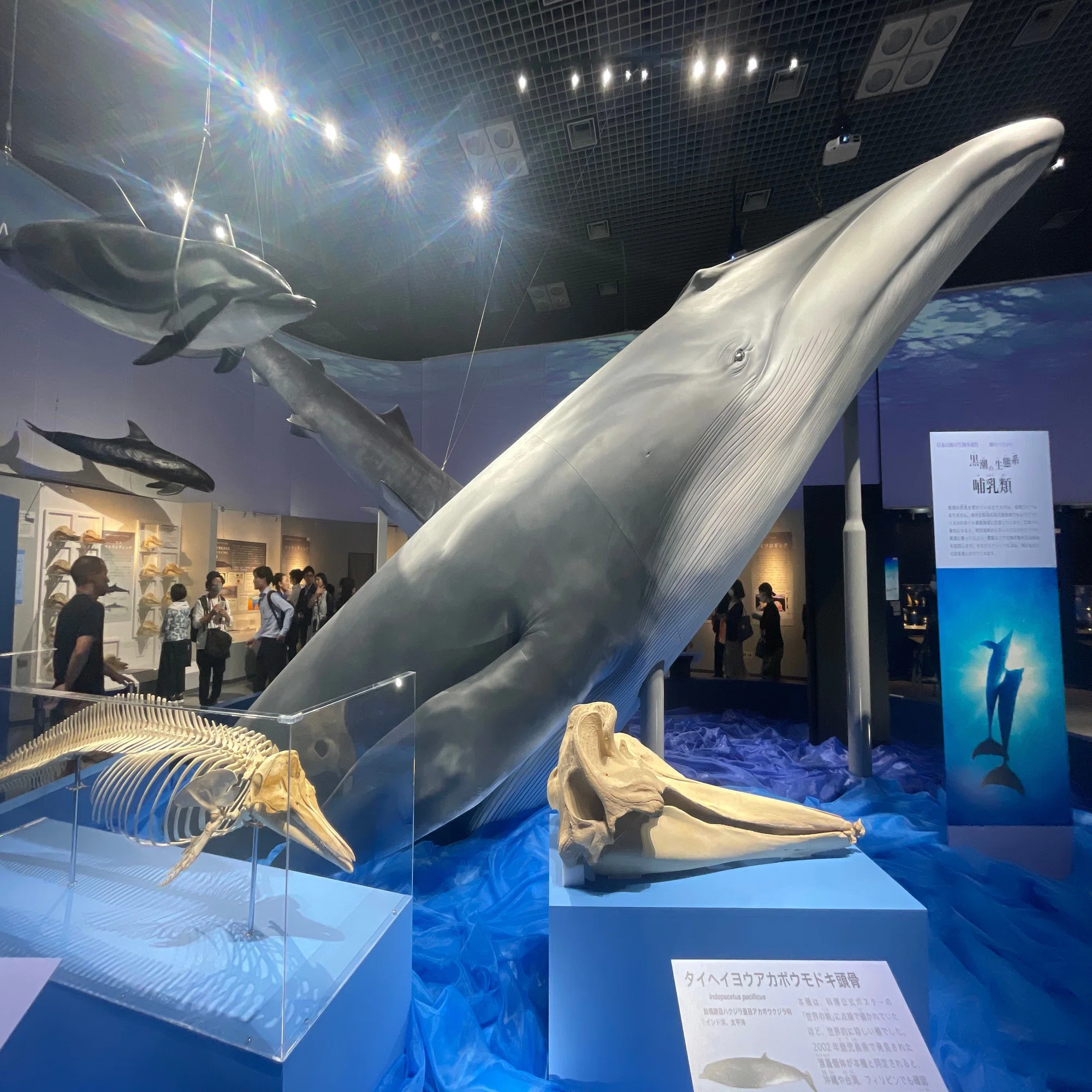 古生物ニュース】骨が異常に重い最重量級クジラの化石がペルーで発見 