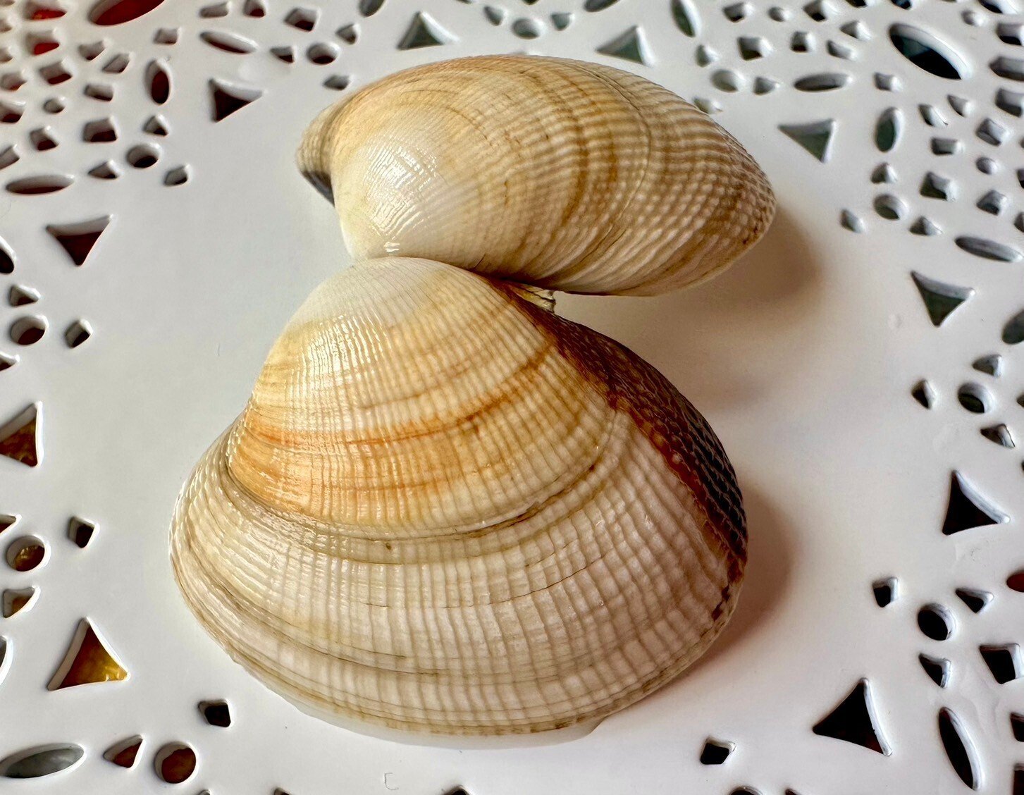 ご確認用】 M12 foil マーフォークの物あさり 日本語 1枚 MTG マー