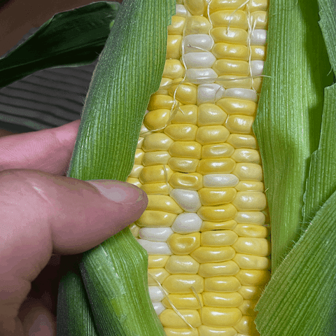 とうもろこしの欠点は何ですか？