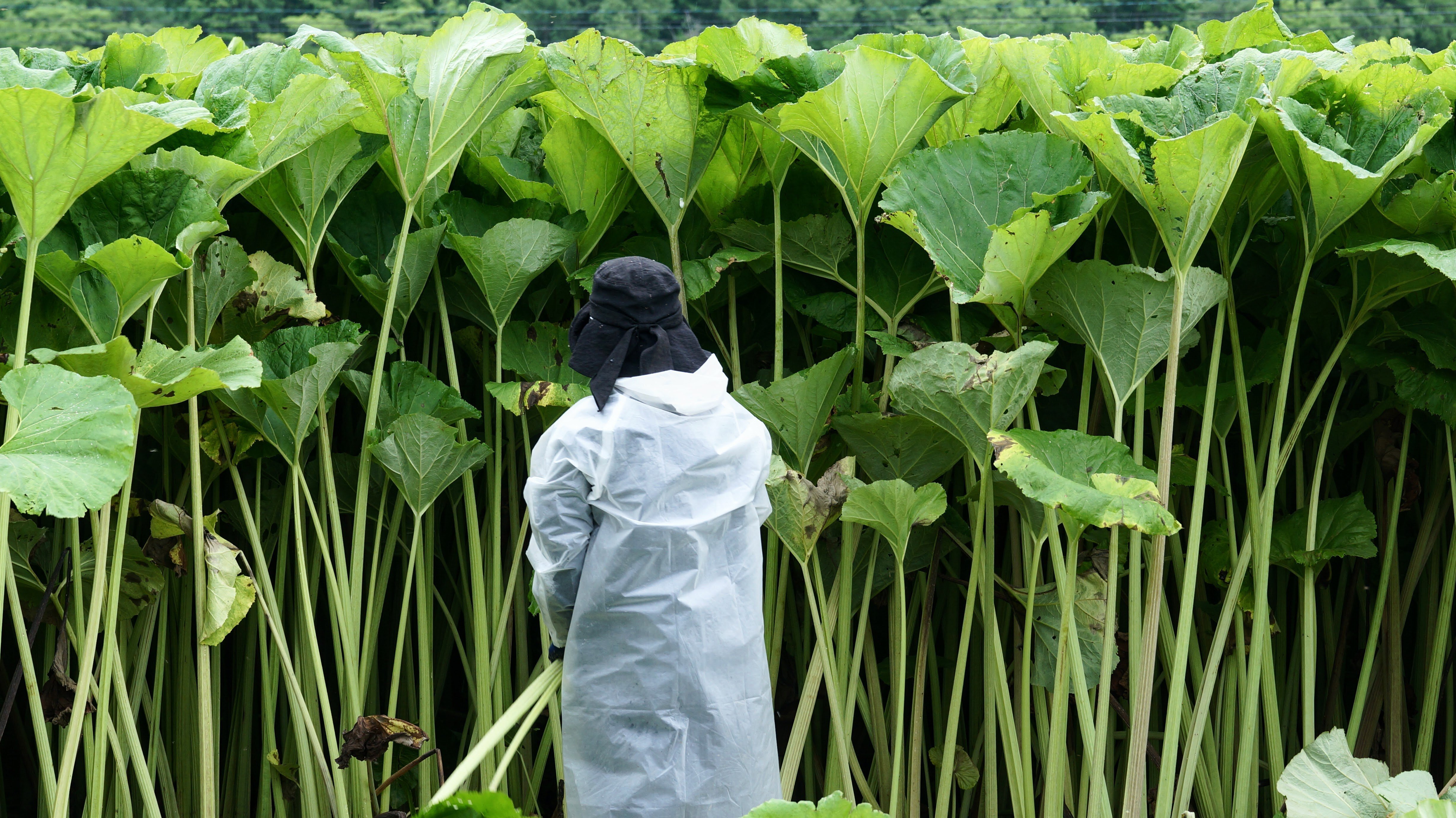 世界最大級の植物標本を作るまで｜MIMORI-森を観る