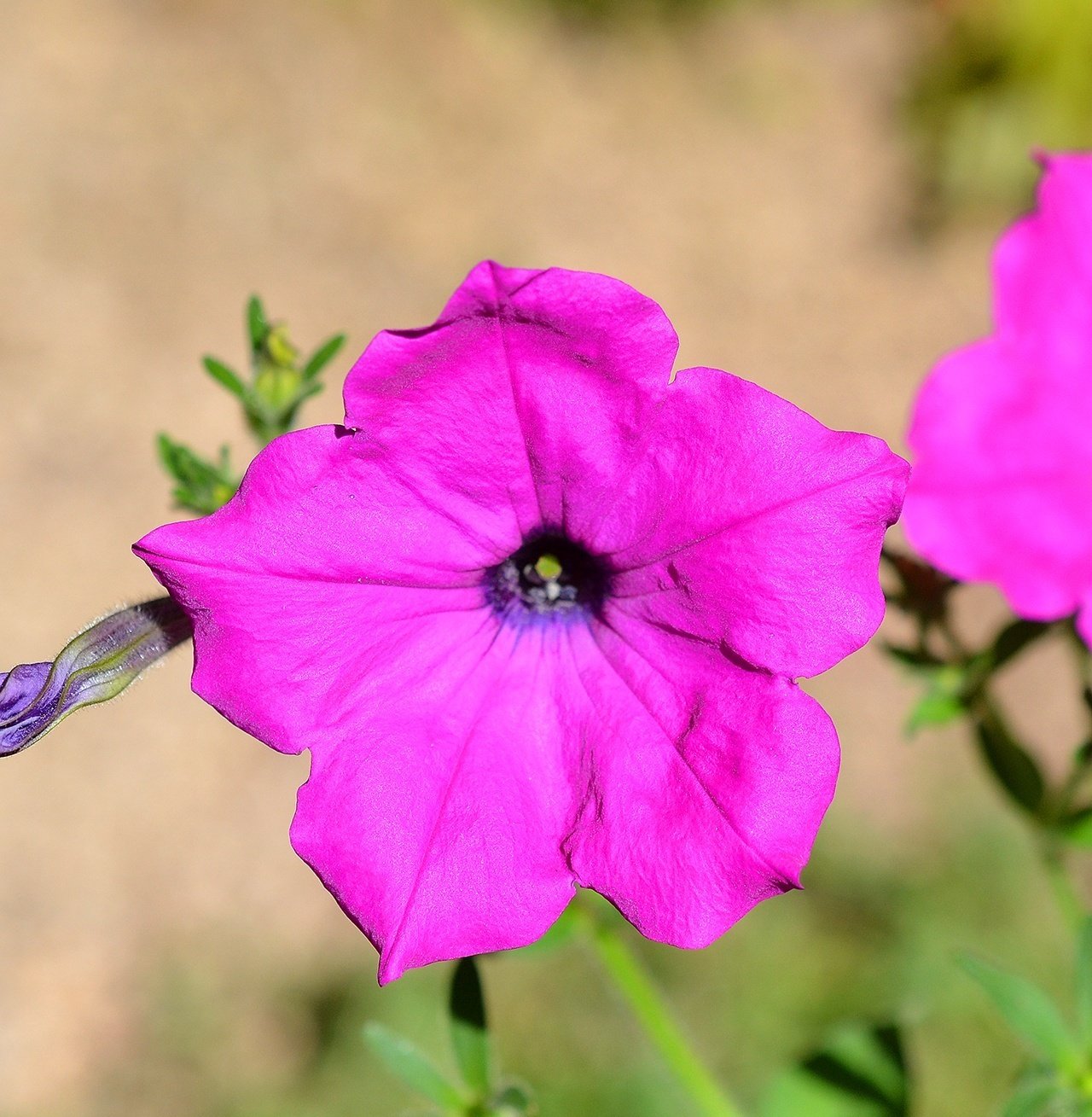 真夏でも元気に咲き続けてくれる一年草｜サナエvinsanchi