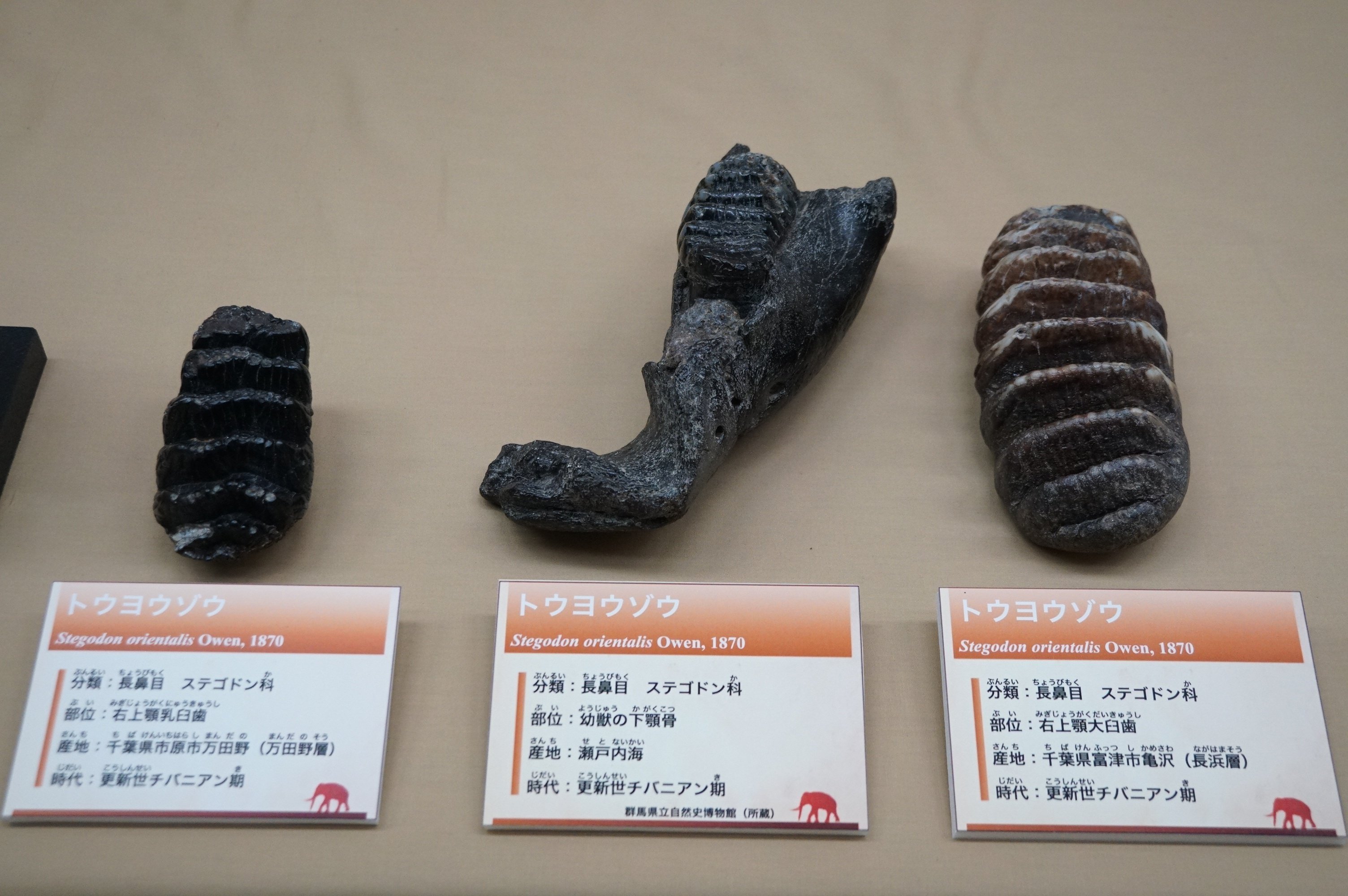 千葉県立中央博物館「よみがえるチバニアン期の古生物」展でした