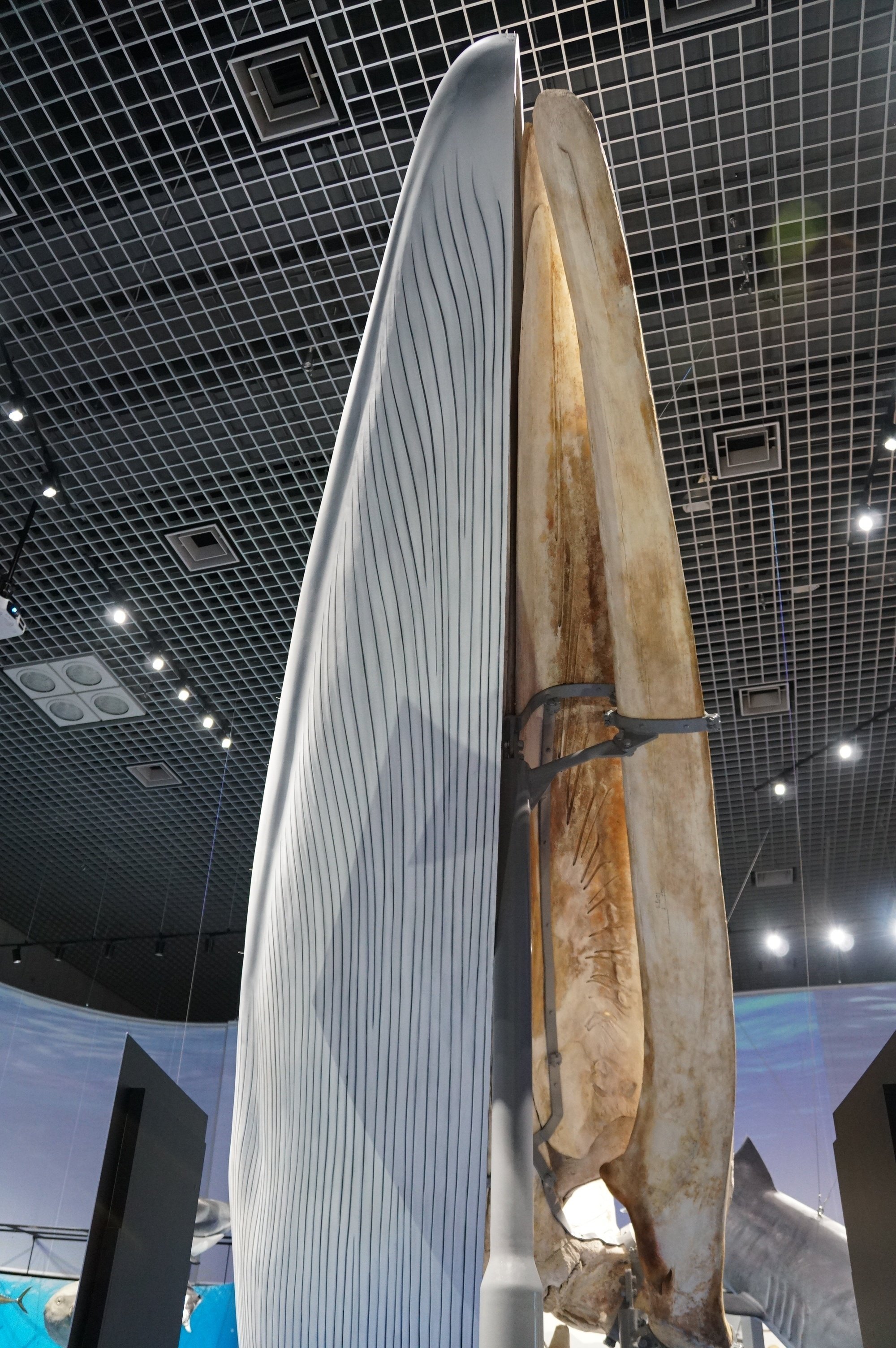 国立科学博物館「特別展・海」でした｜始祖鳥堂まふ（M.A.F.）