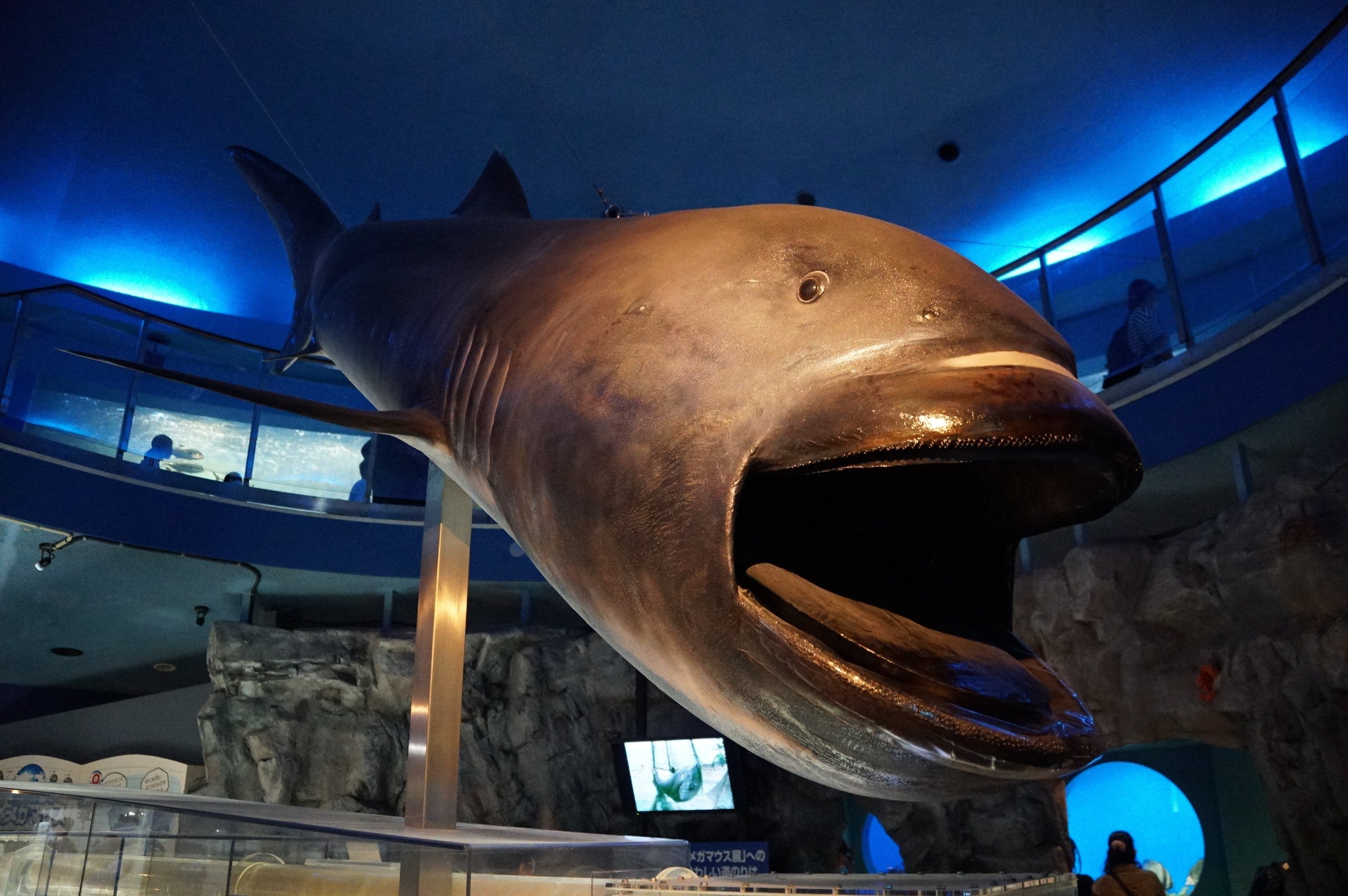 帆船 模型 (鮫の皮) 帆船 模型 (鮫の皮)