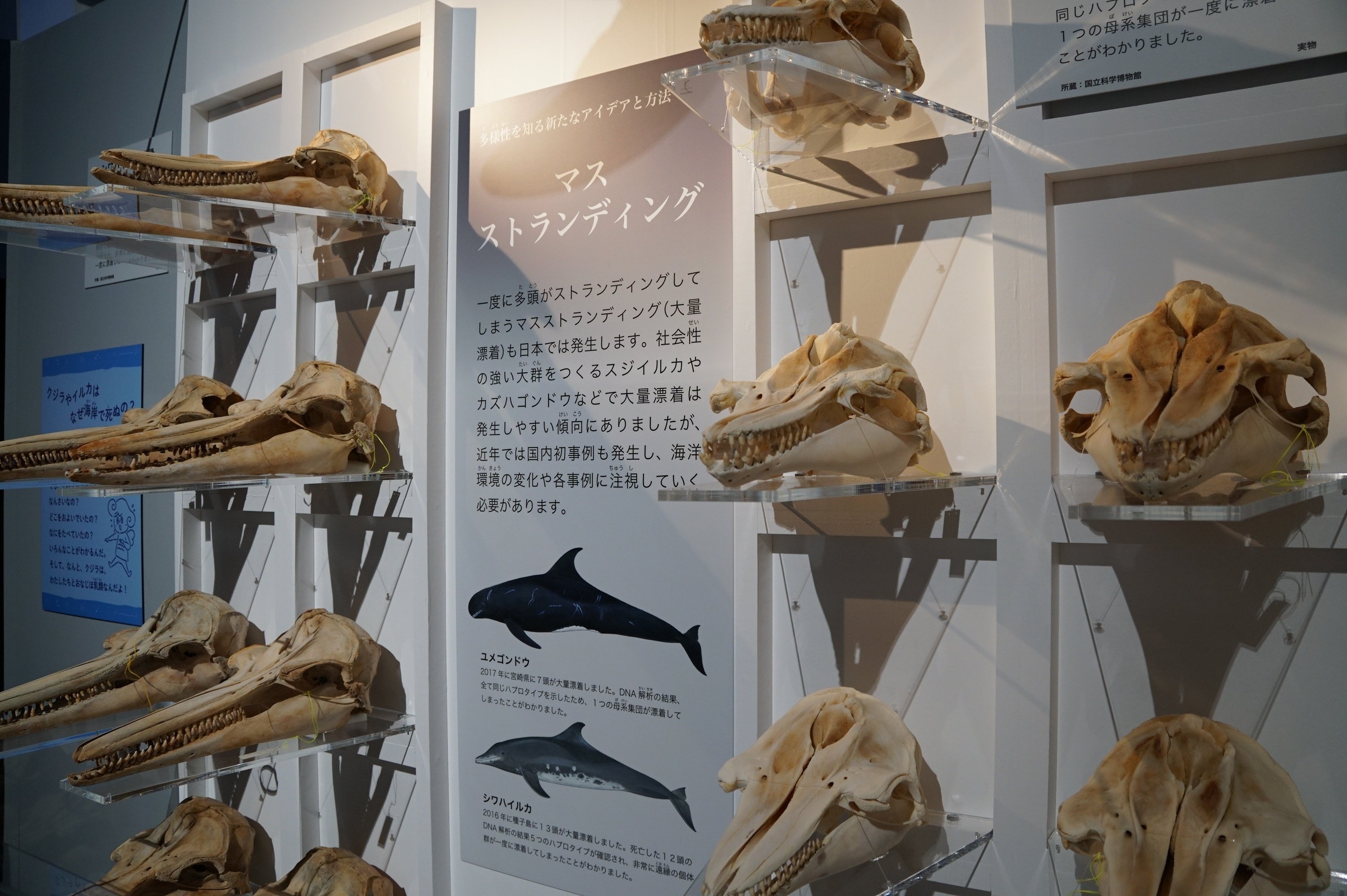 国立科学博物館「特別展・海」でした｜始祖鳥堂まふ（M.A.F.）