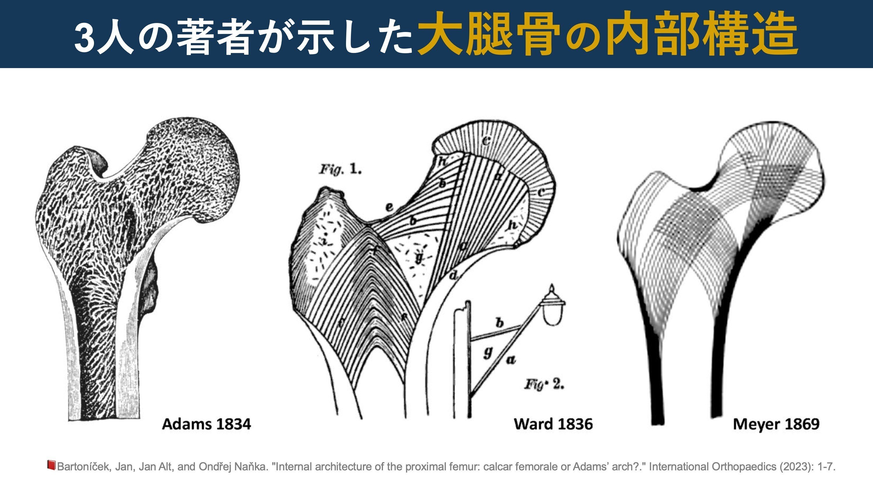 解剖学㊤㊦ Visual Anatomy 視覚解剖学