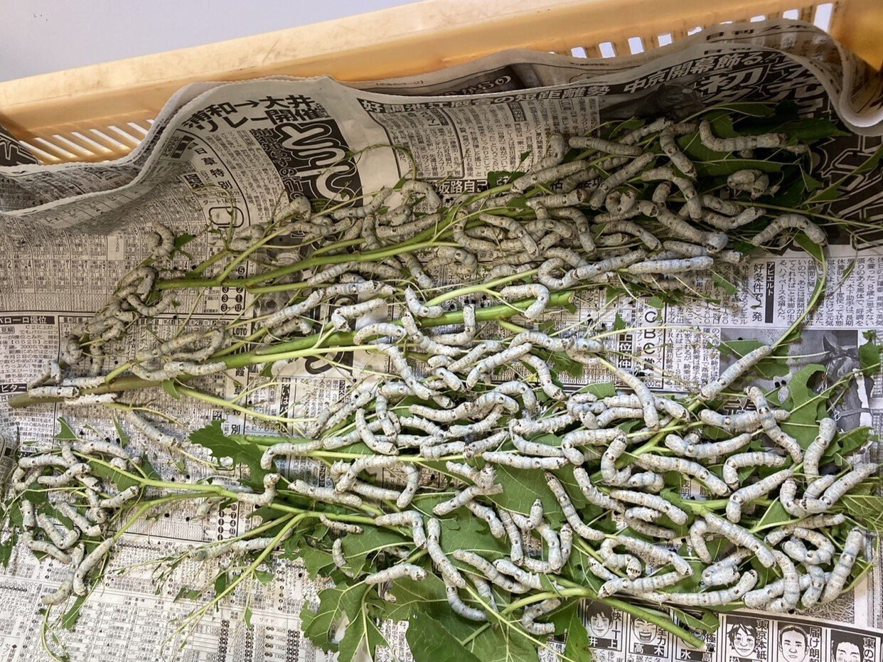 新潟県中魚沼郡下組村 養蚕関連写本2冊（明治22-23年）養蚕伝習