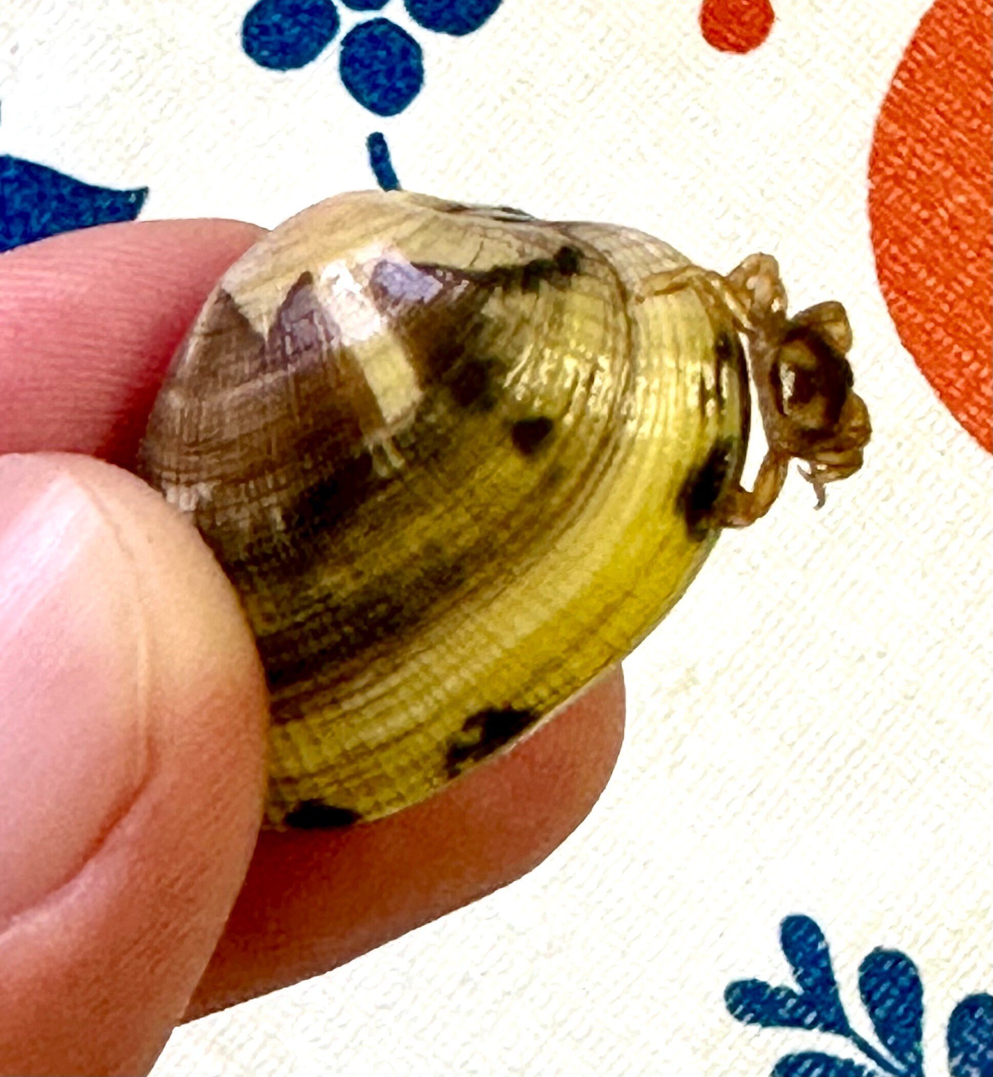 あさりの中で暮らすカニ｜あさりの魅力研究家/朝理多サリア