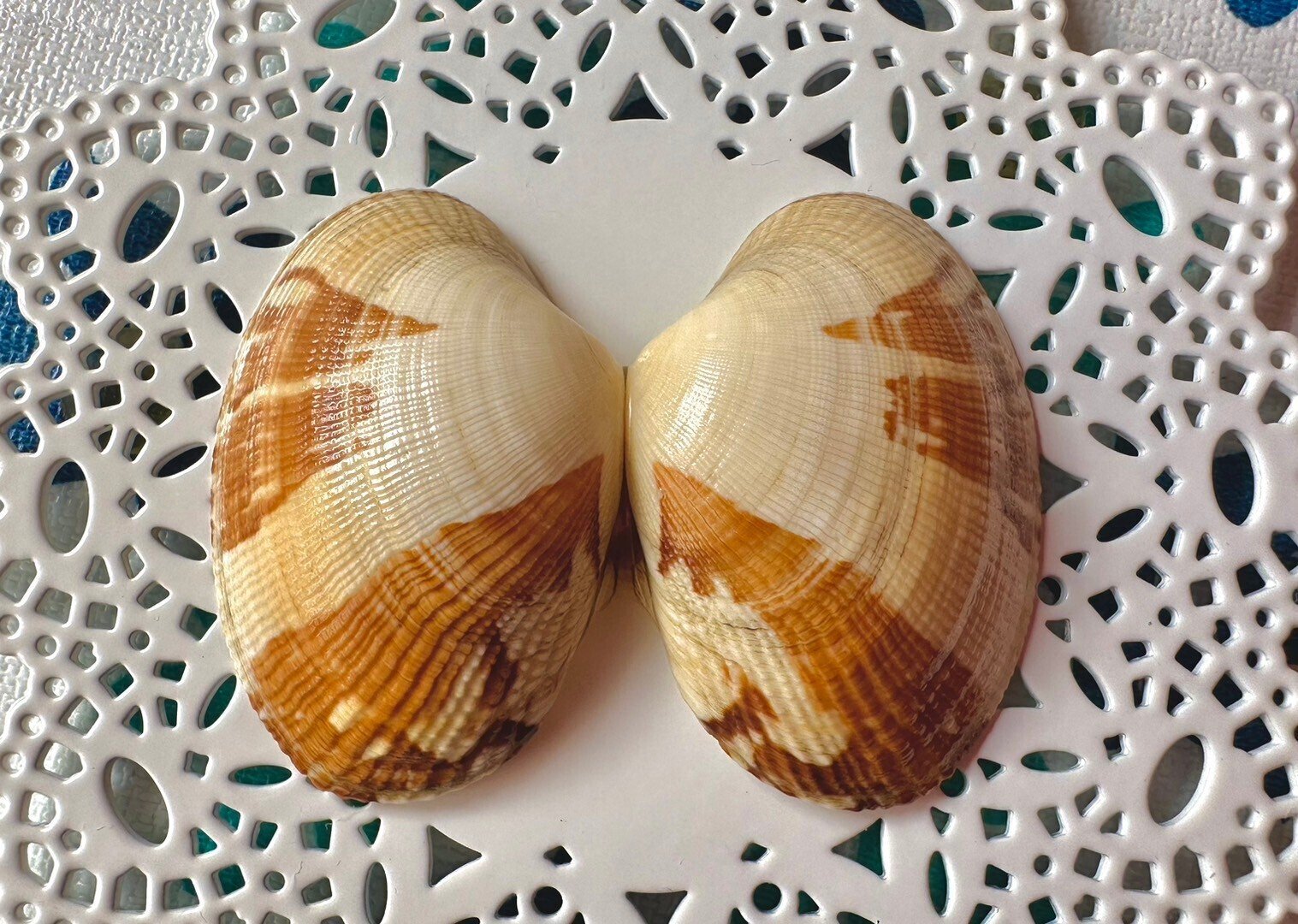 あさりの中で暮らすカニ｜あさりの魅力研究家/朝理多サリア