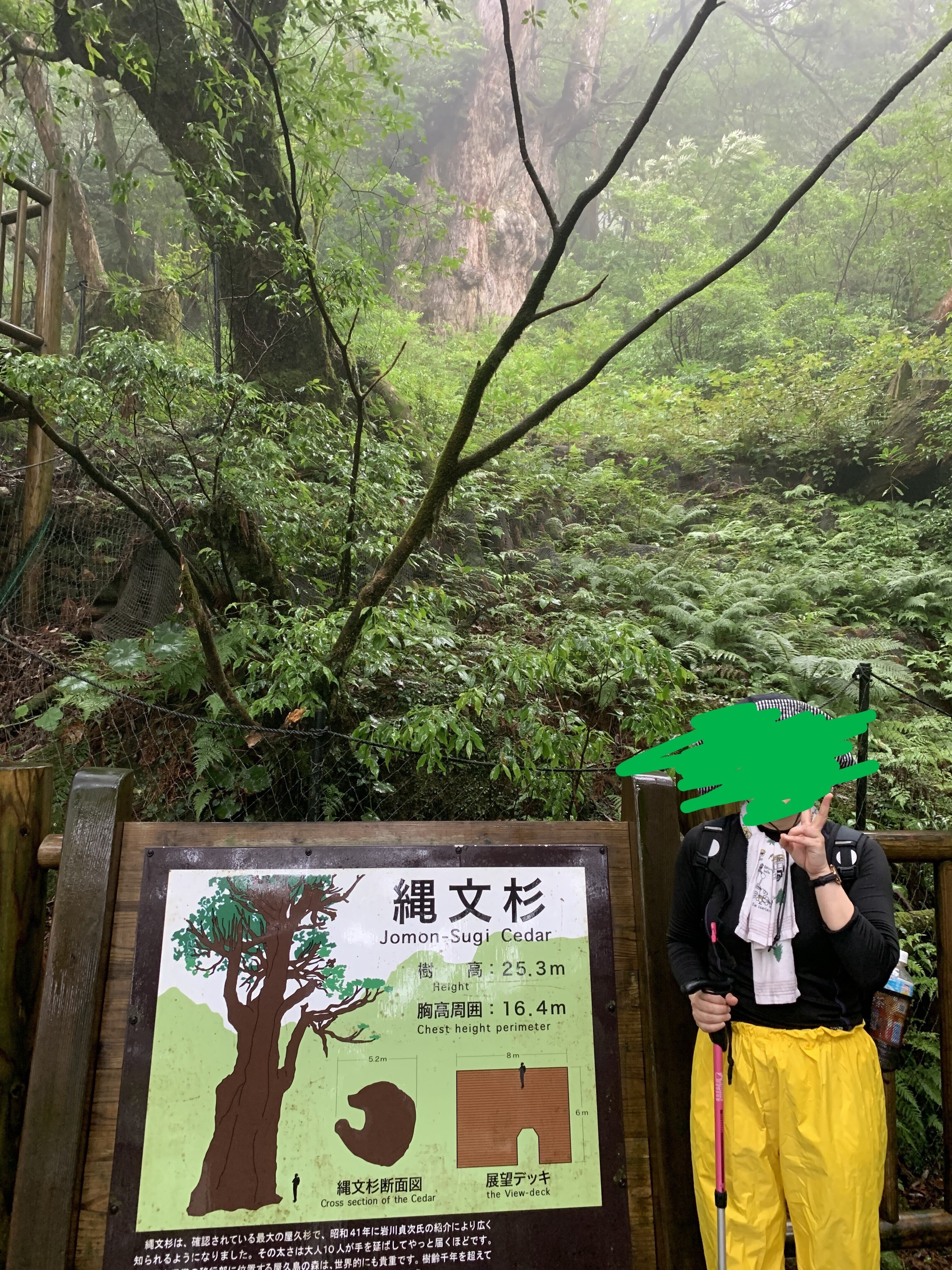 屋久島days②縄文杉|フナンギョ 屋久島days②縄文杉|フナンギョ