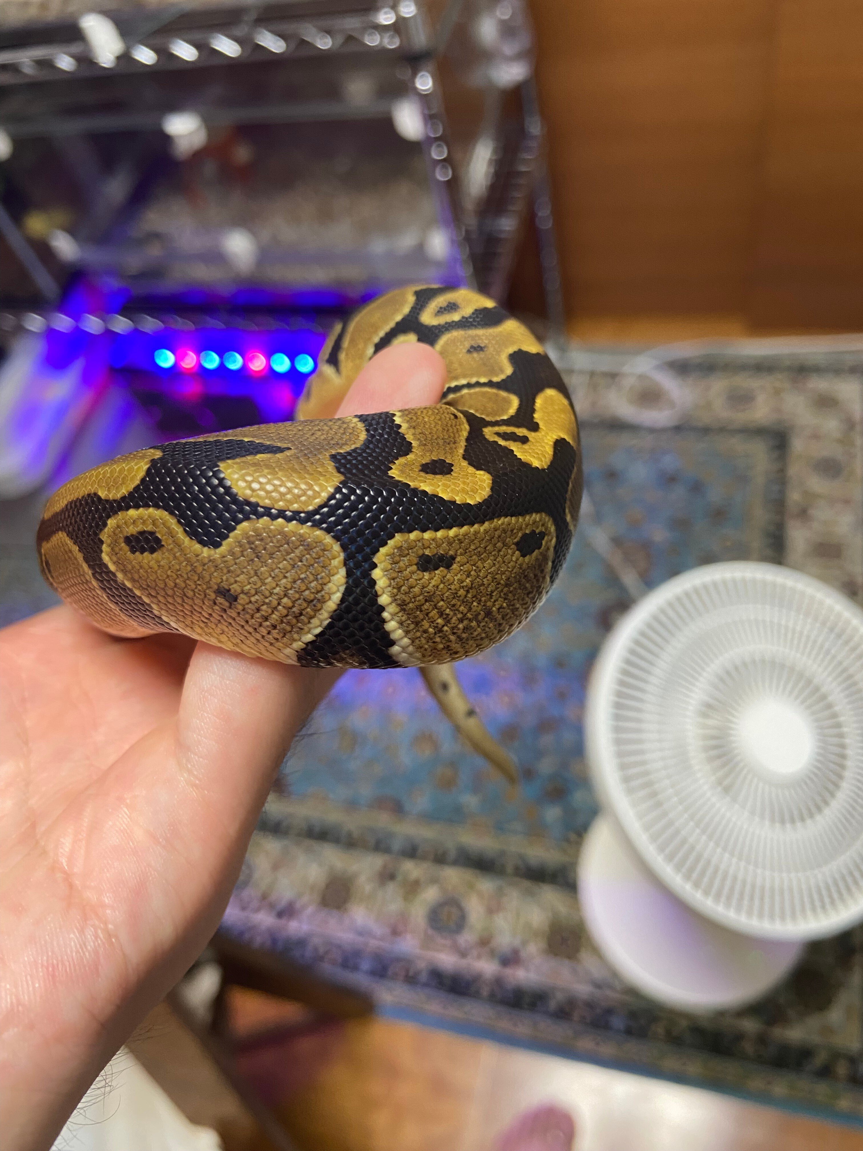 ボールパイソンの模様｜おれのペット