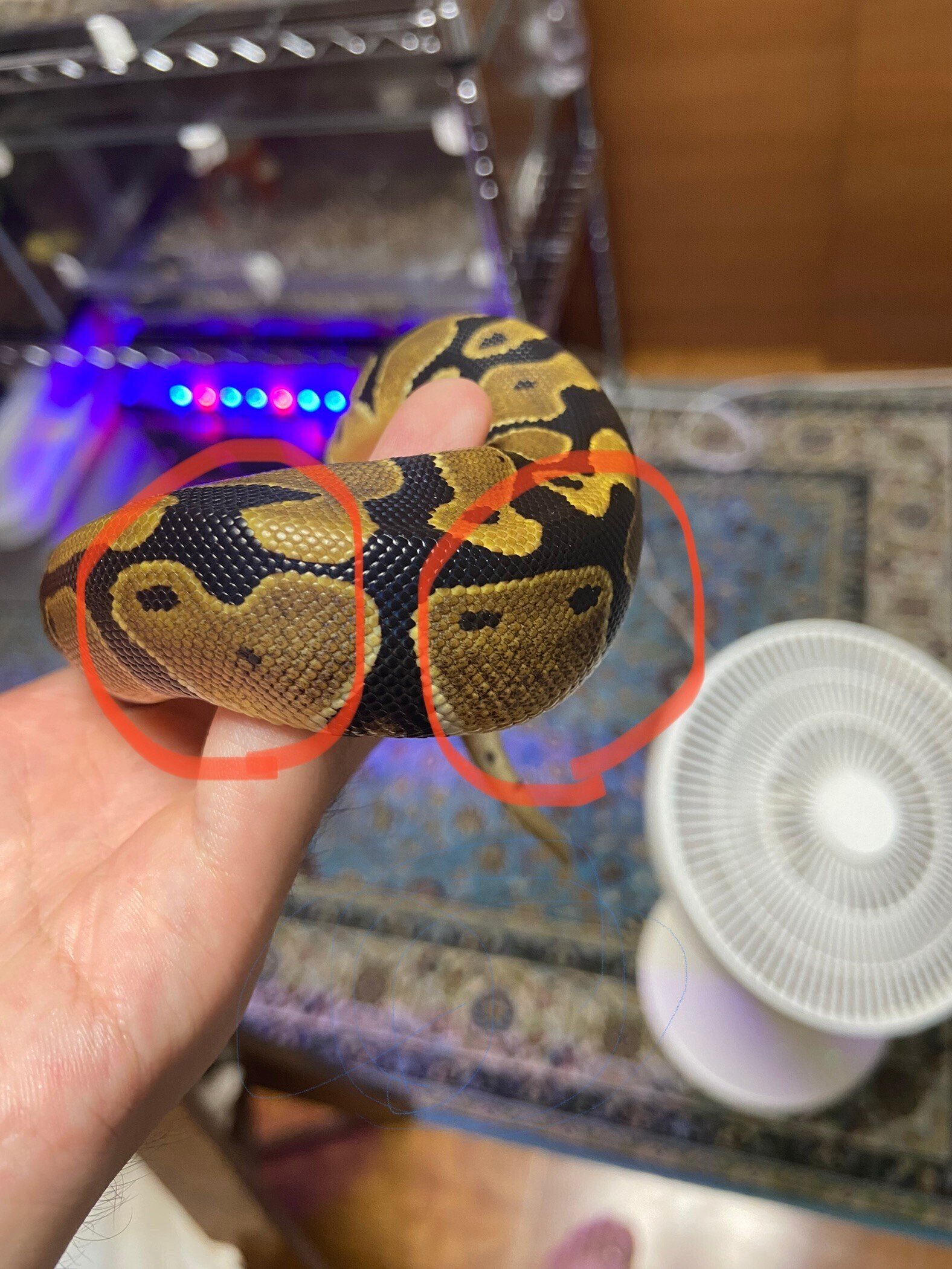 ボールパイソンの模様｜おれのペット