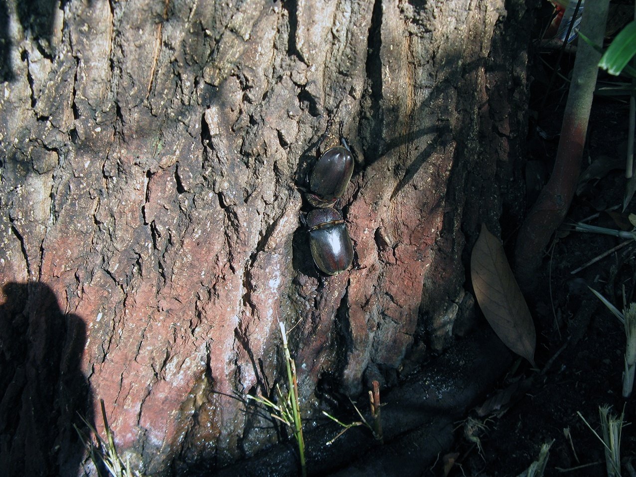 クヌギ 1.7メートル　カブトムシ の好きな樹液の出る木　落葉樹 若木 光沢葉 クヌギ 1.7メートル カブトムシ の好きな樹液の出る木 落葉樹 若木