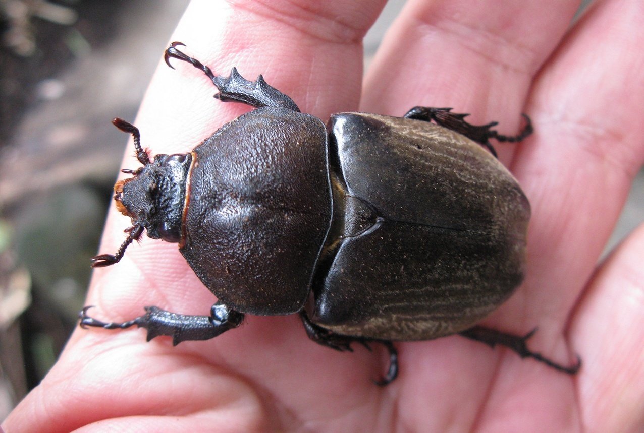 カブトムシがクヌギの樹液を吸っていた。｜海丸ミチ