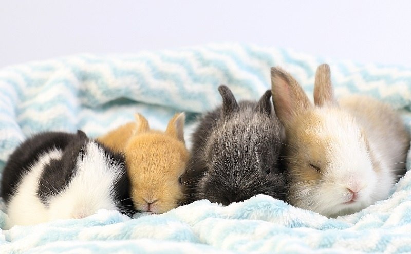 うさぎはいつ寝る？｜ルアンヌ