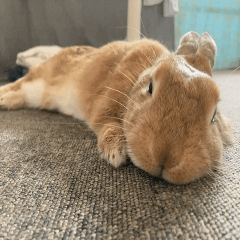 うさぎはいつ寝る？｜ルアンヌ