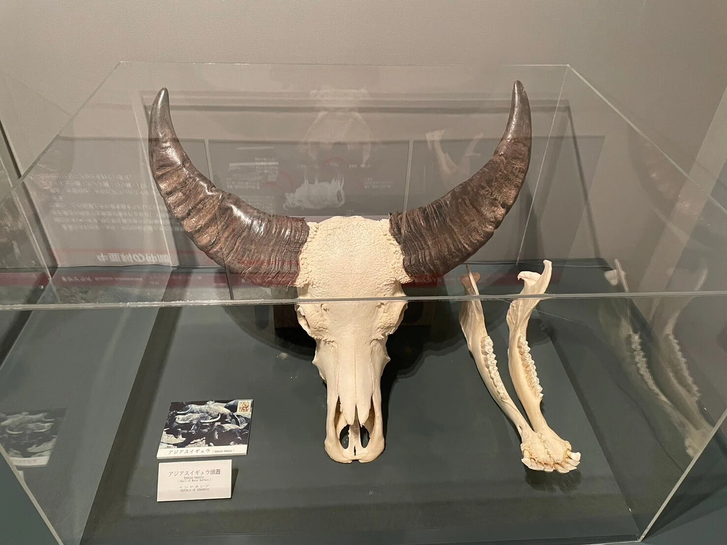 打楽器奏者が岩手県奥州市「牛の博物館・カウベル展」に行ってきた
