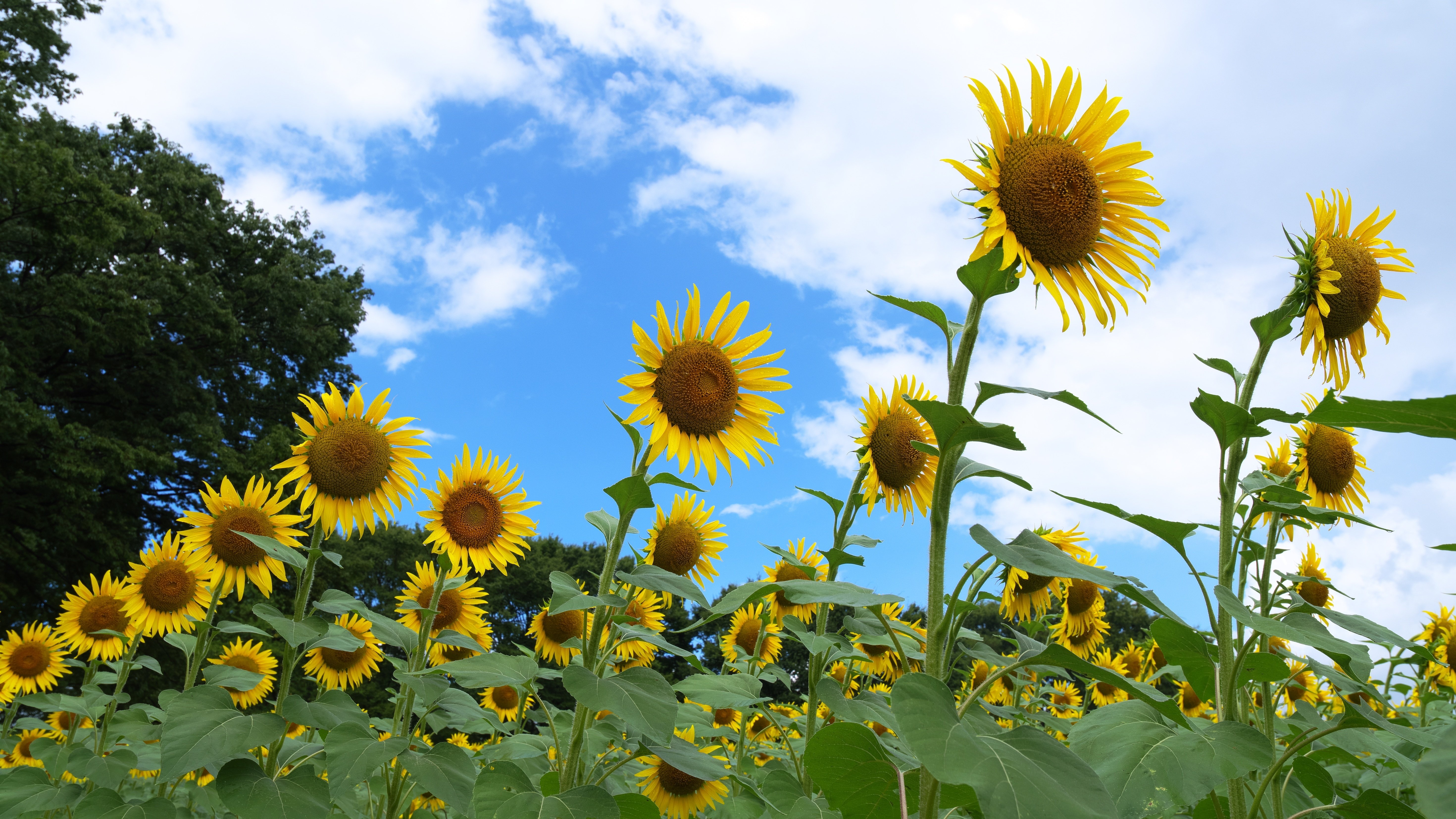 昭和記念公園にひまわりを撮りに行った話｜VINCENT2GB