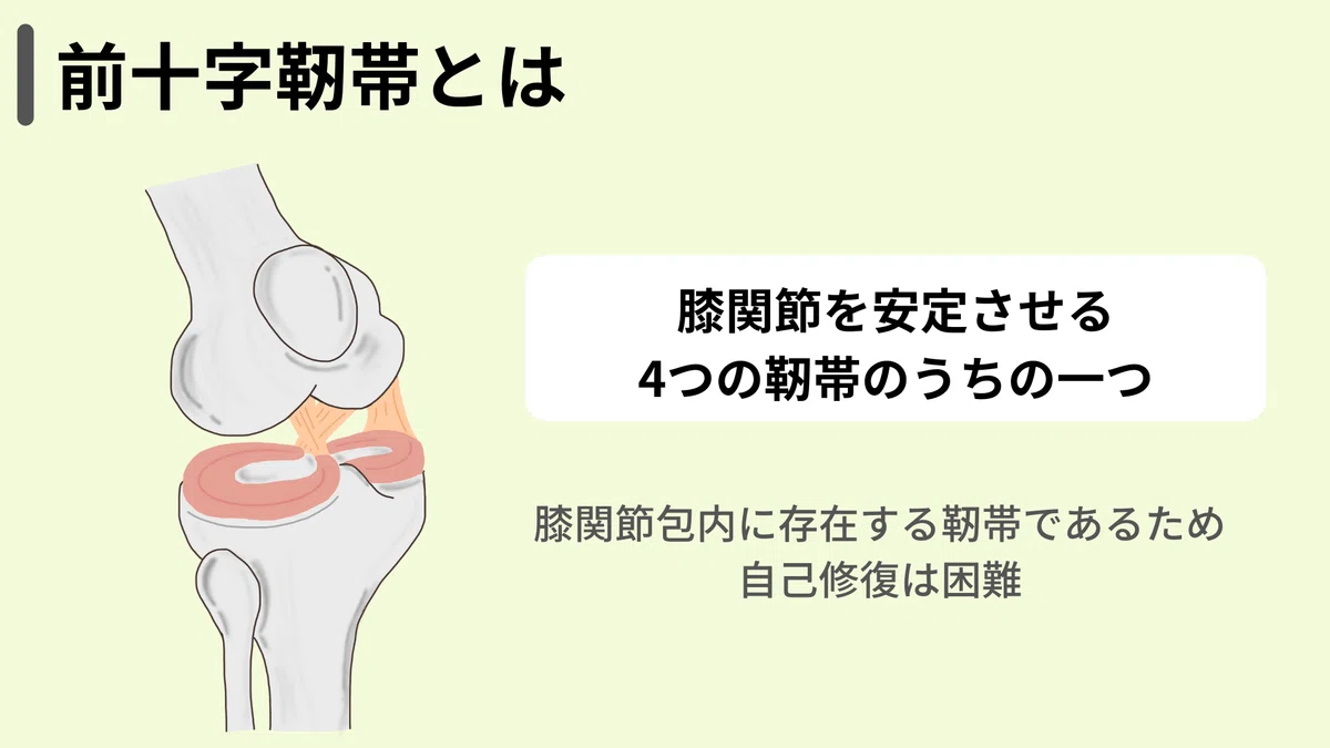 解剖と機能の基礎から学ぶ前十字靭帯-危険因子と運動療法の考え方-|小林龍樹@理学療法士