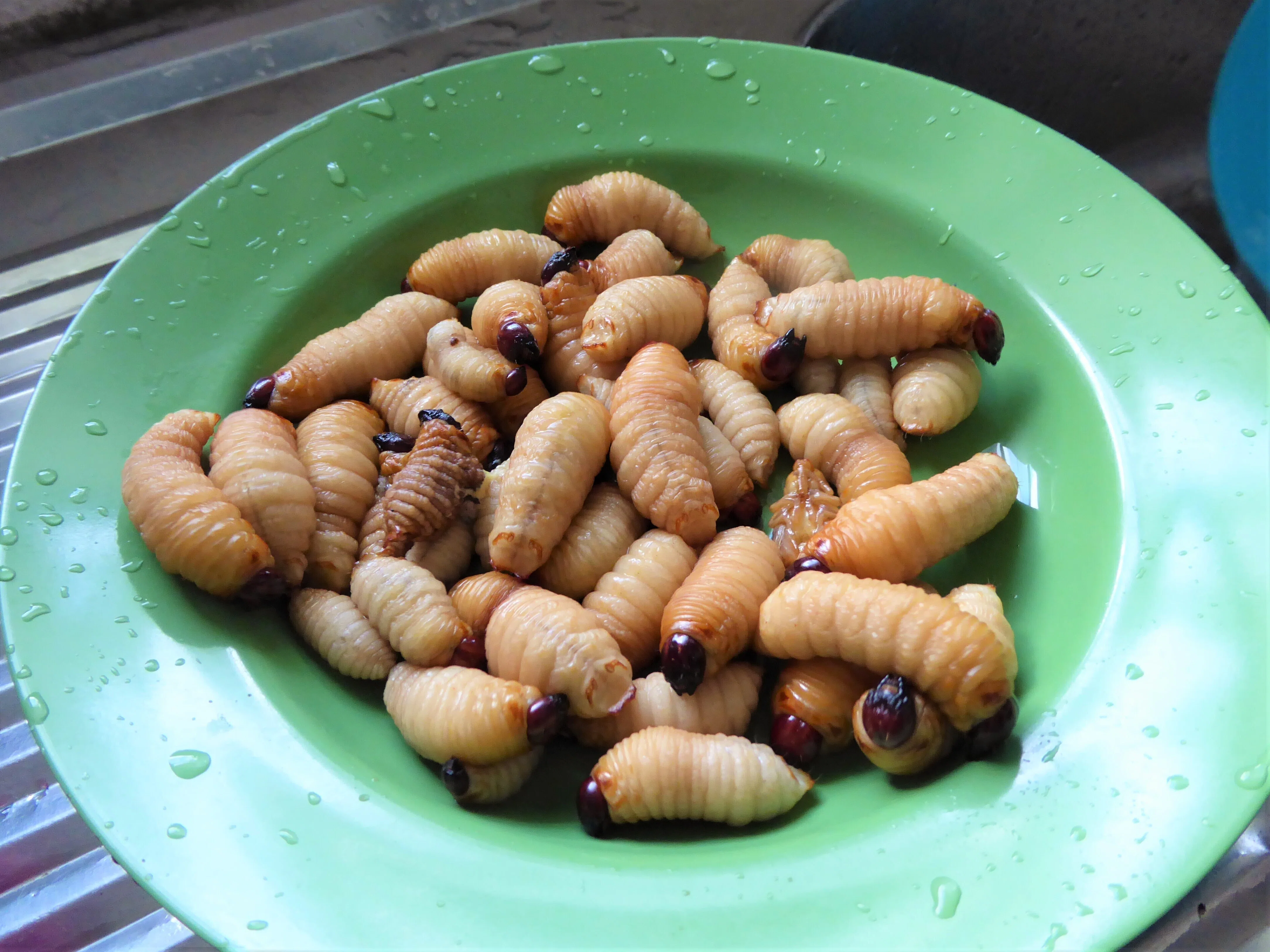 昆虫食】幼虫を生きたまま食するボルネオ先住民｜ラヤンラヤン『私の見