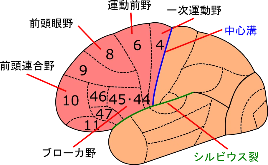 解剖 #1-2 大脳|脳卒中リハビリテーション看護認定看護師の脳の中