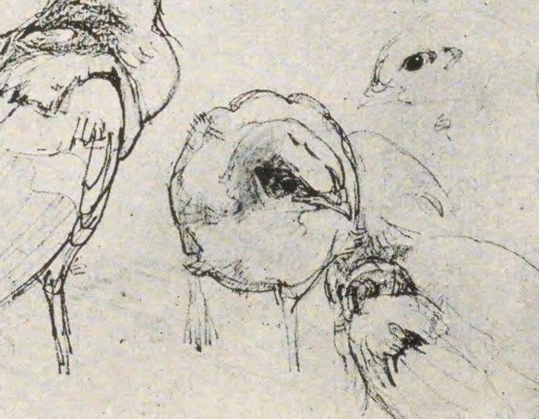 吉田博 講義録「動物画法」「ペン画毛筆画」1932-1934年｜kotoyo_sakiyama