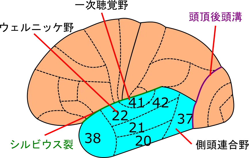 解剖 #1-2 大脳｜脳卒中リハビリテーション看護認定看護師の脳の中