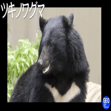 レポート】ツキノワグマ――三日月をもったクマクマ｜ゲームのいきもの研究所