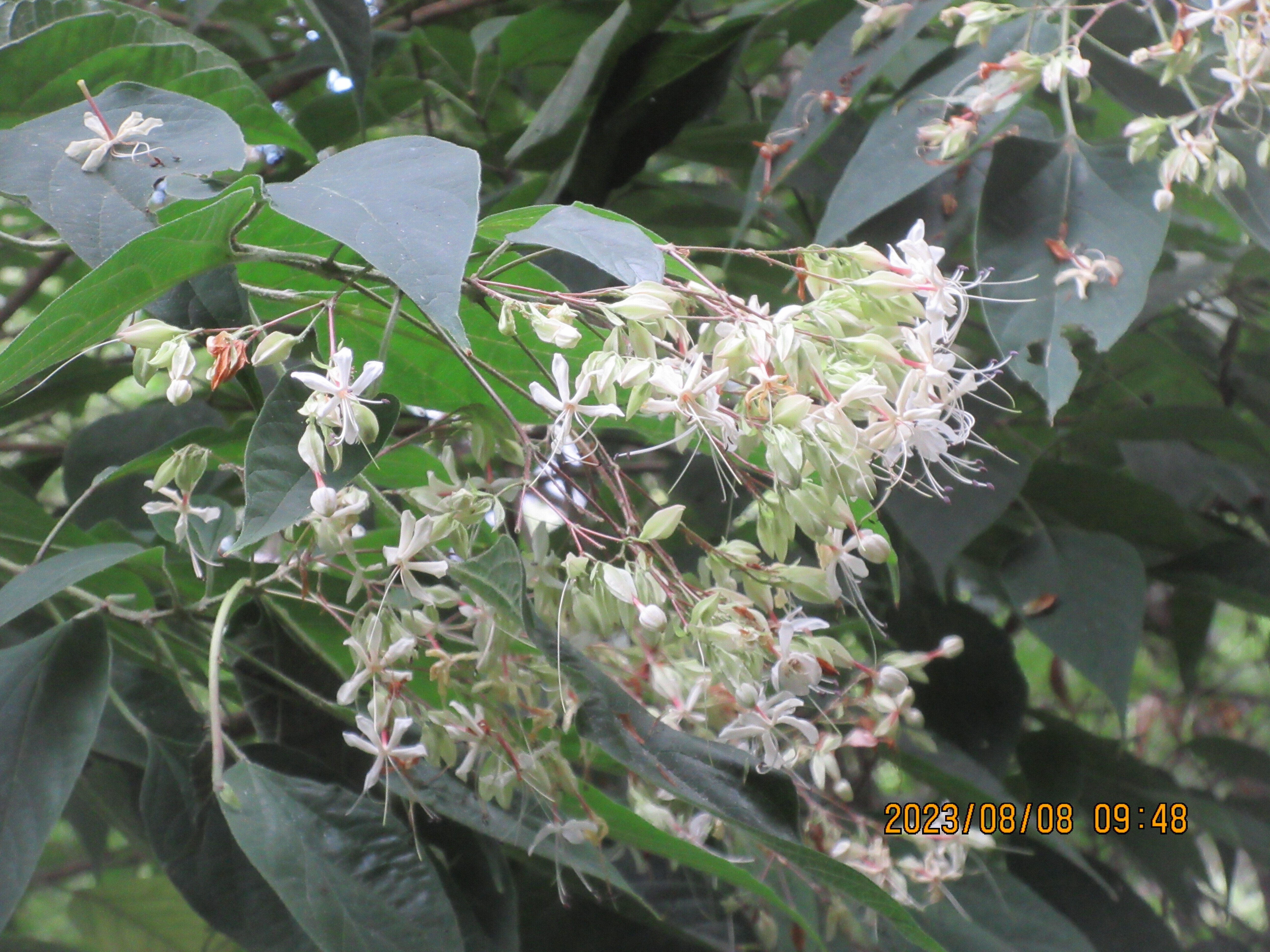 ナンキンハゼの実が大きくなった｜東近江トレイル探訪、繖山・箕作山