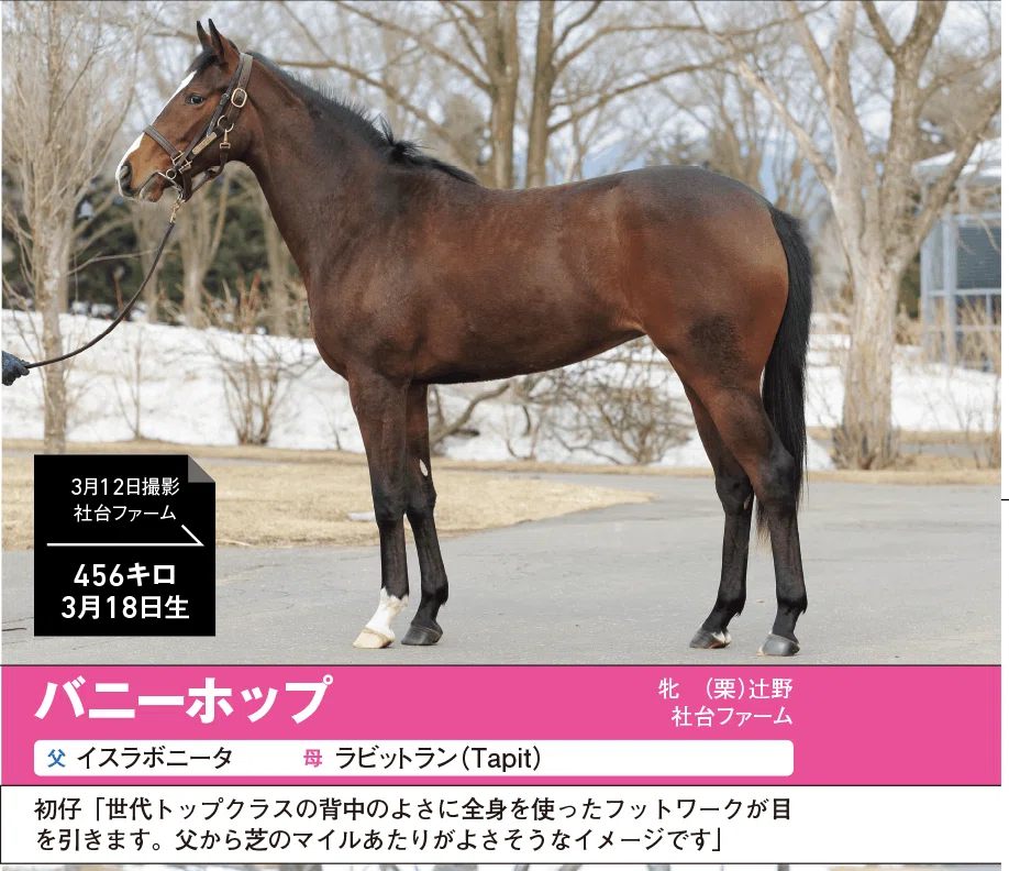 8/12-13】今週の競馬王POG通信｜馬券攻略雑誌『競馬王』