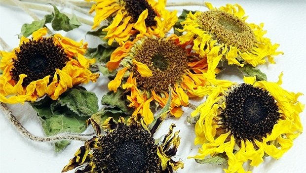1日で完成！】フードドライヤーでつくるひまわりのドライフラワー